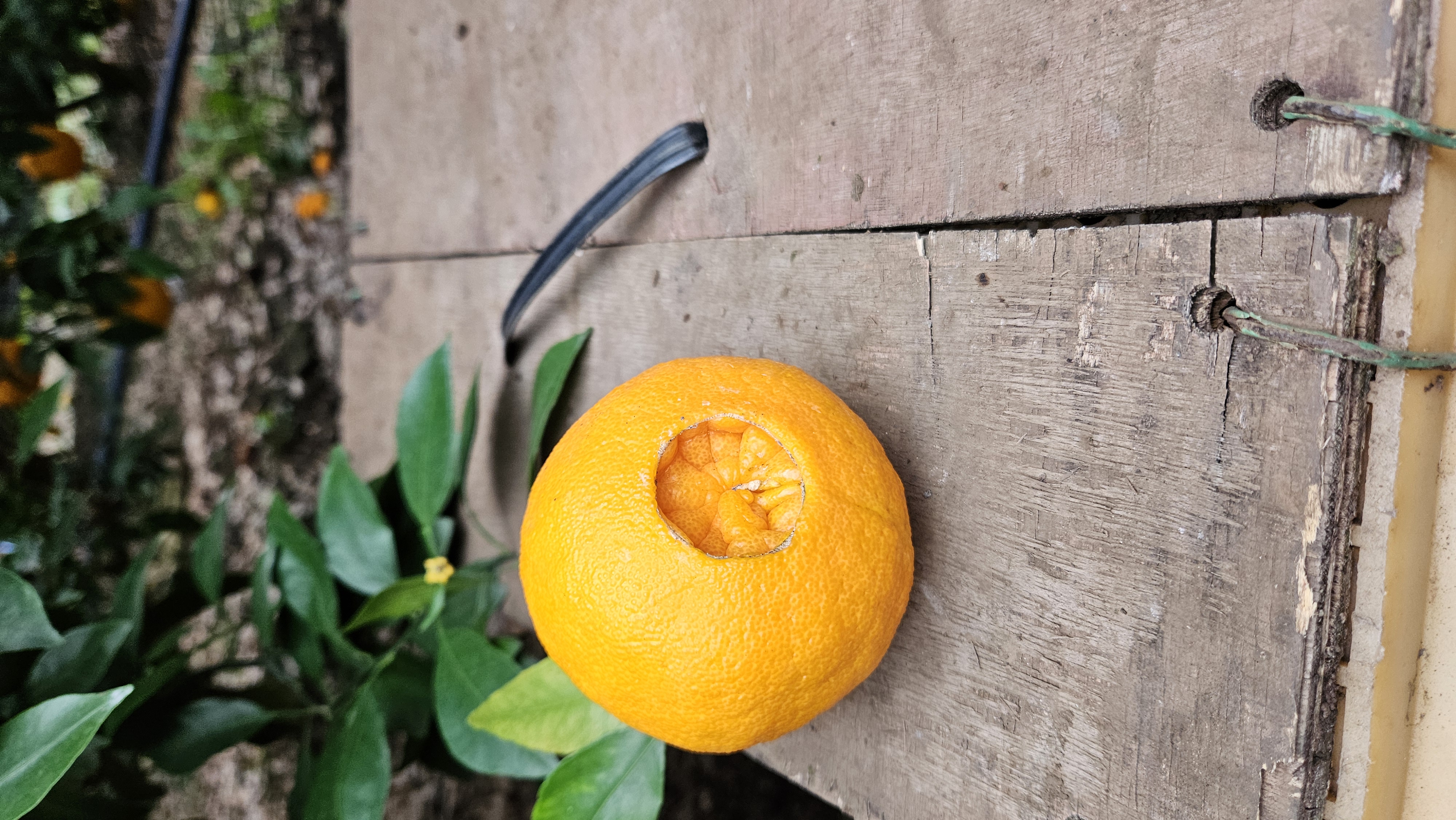 한라봉 열매 이상