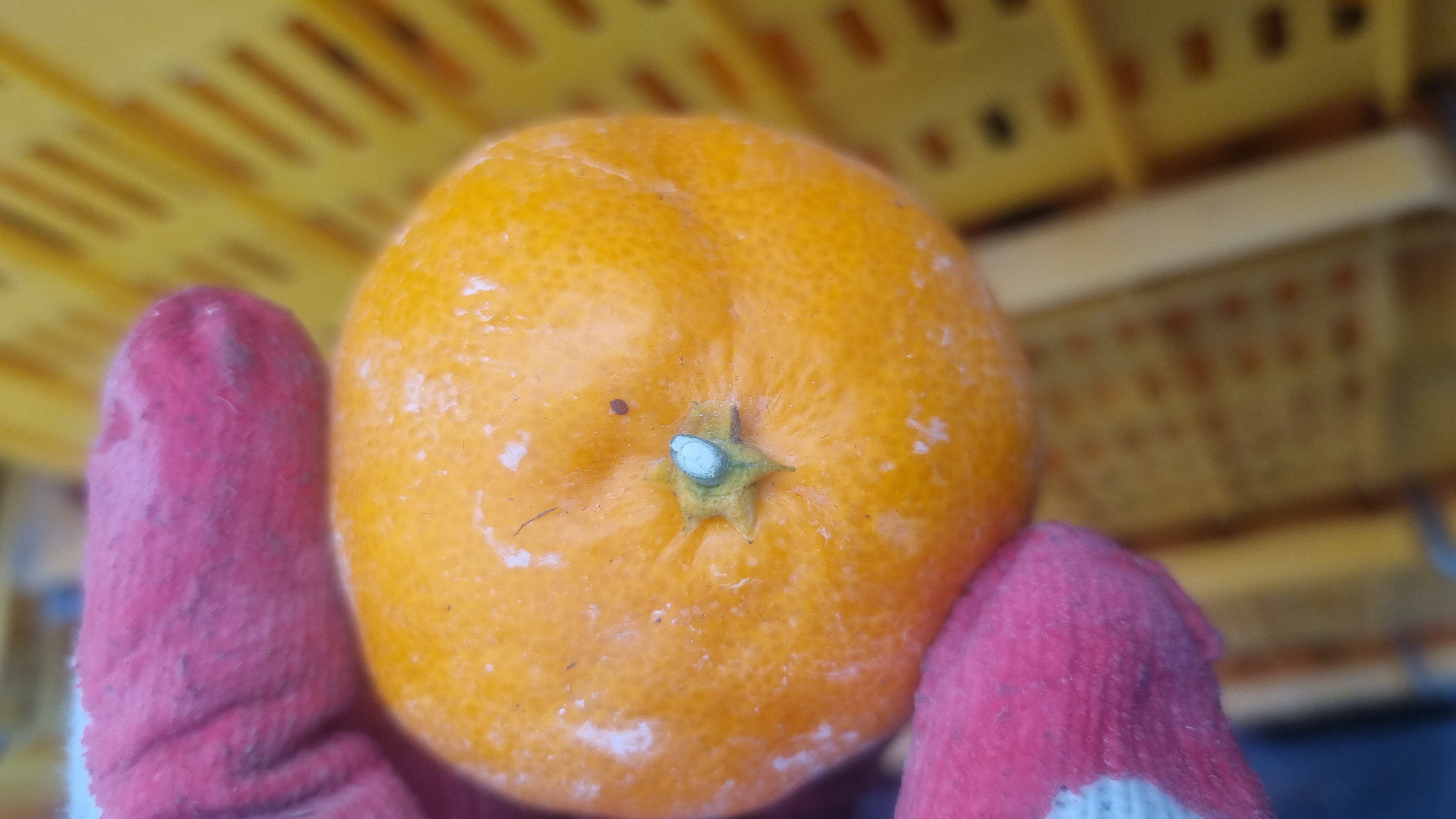 귤상태 확인 좀 부탁드려요 