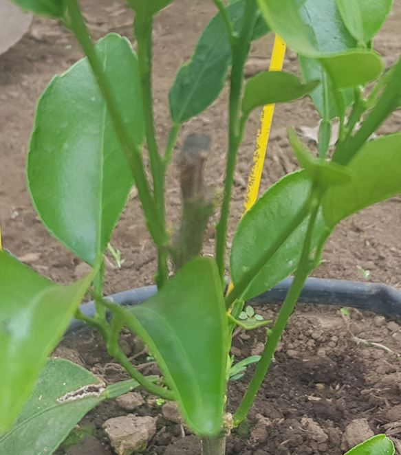 천혜향 묘목 이상 증상