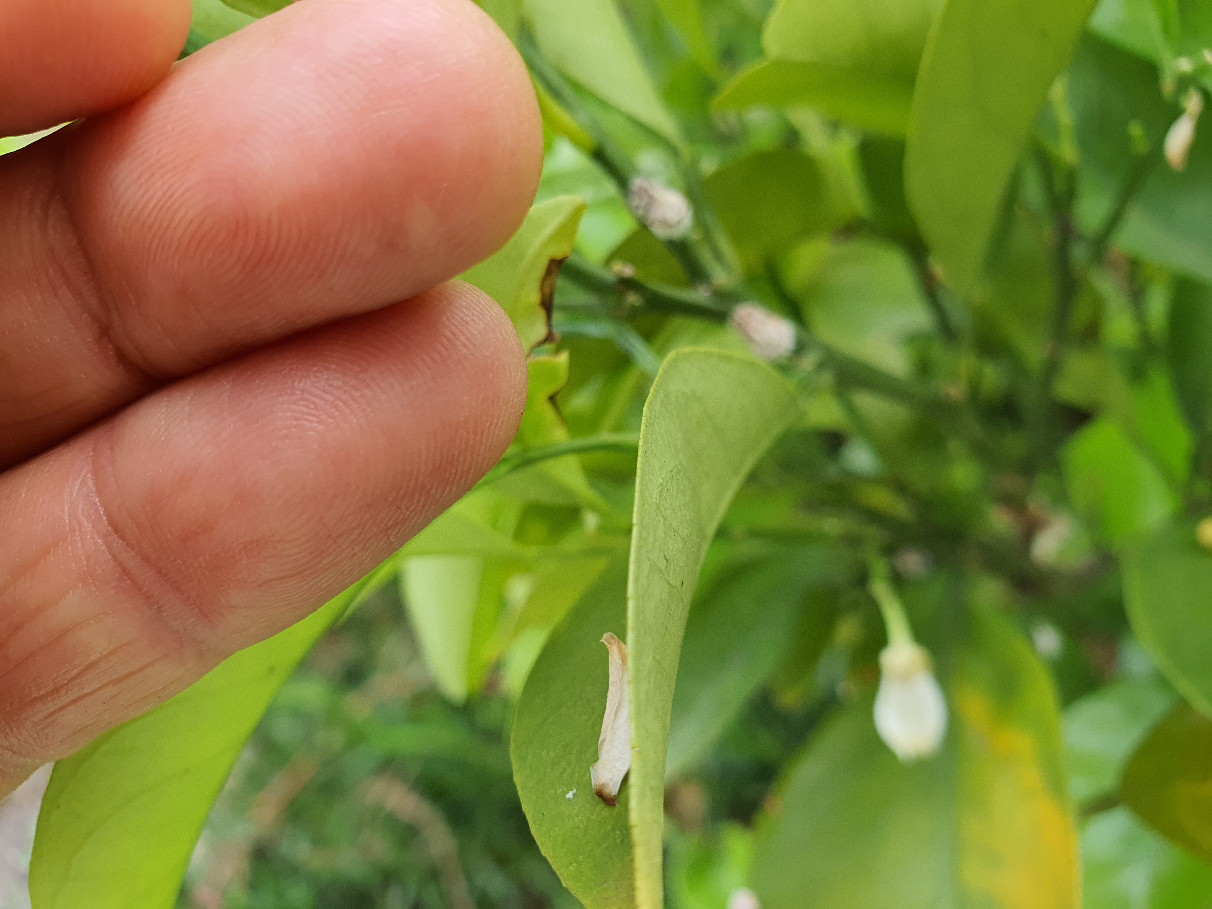 병충해종류와 방제법을 알려주세요
