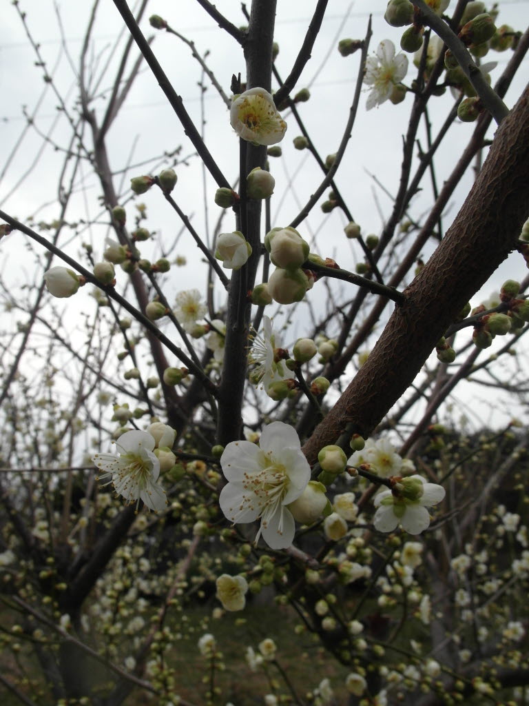 매화꽃이 피었습니다