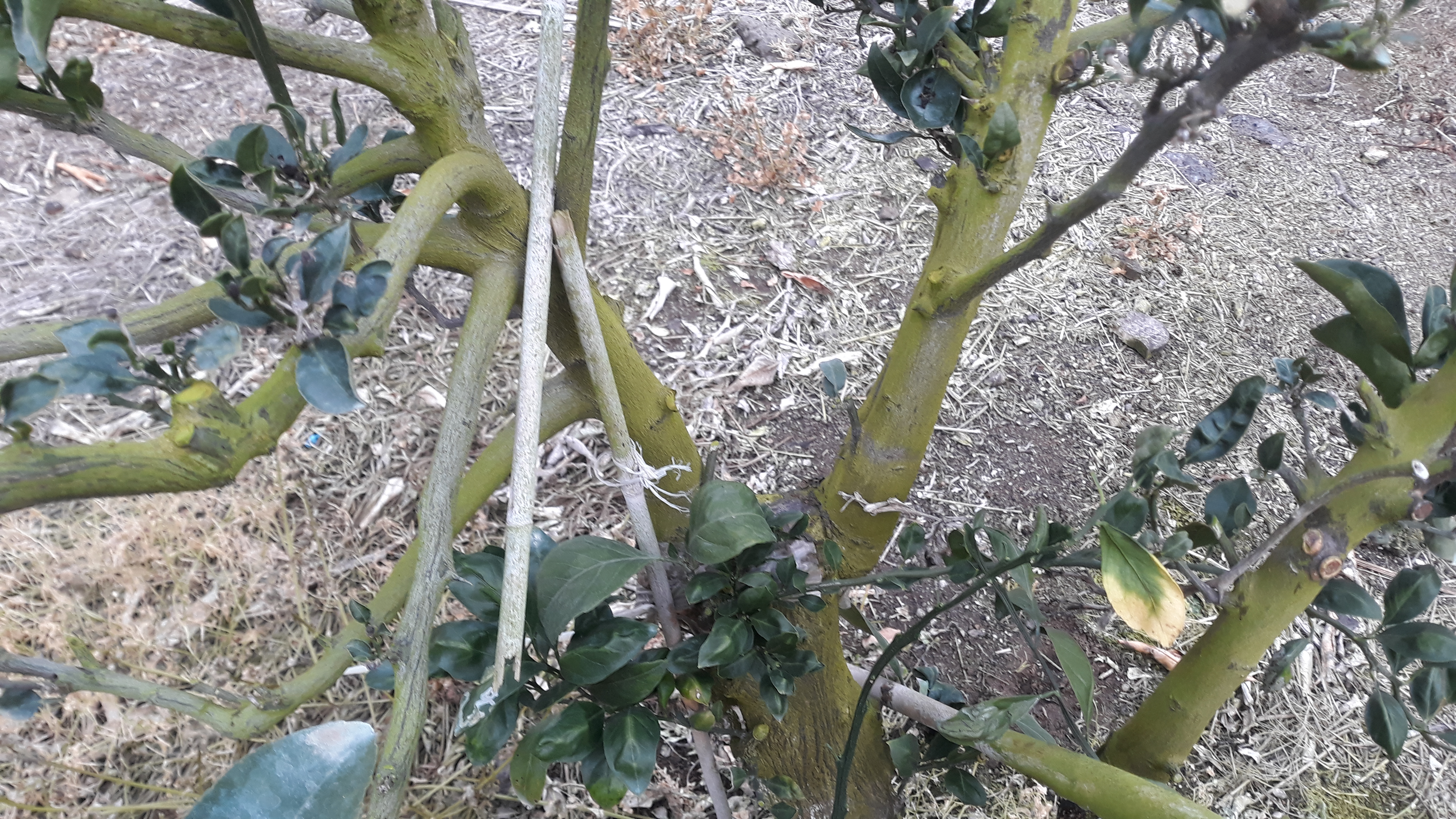 감귤나무에 천혜향 고접이후  