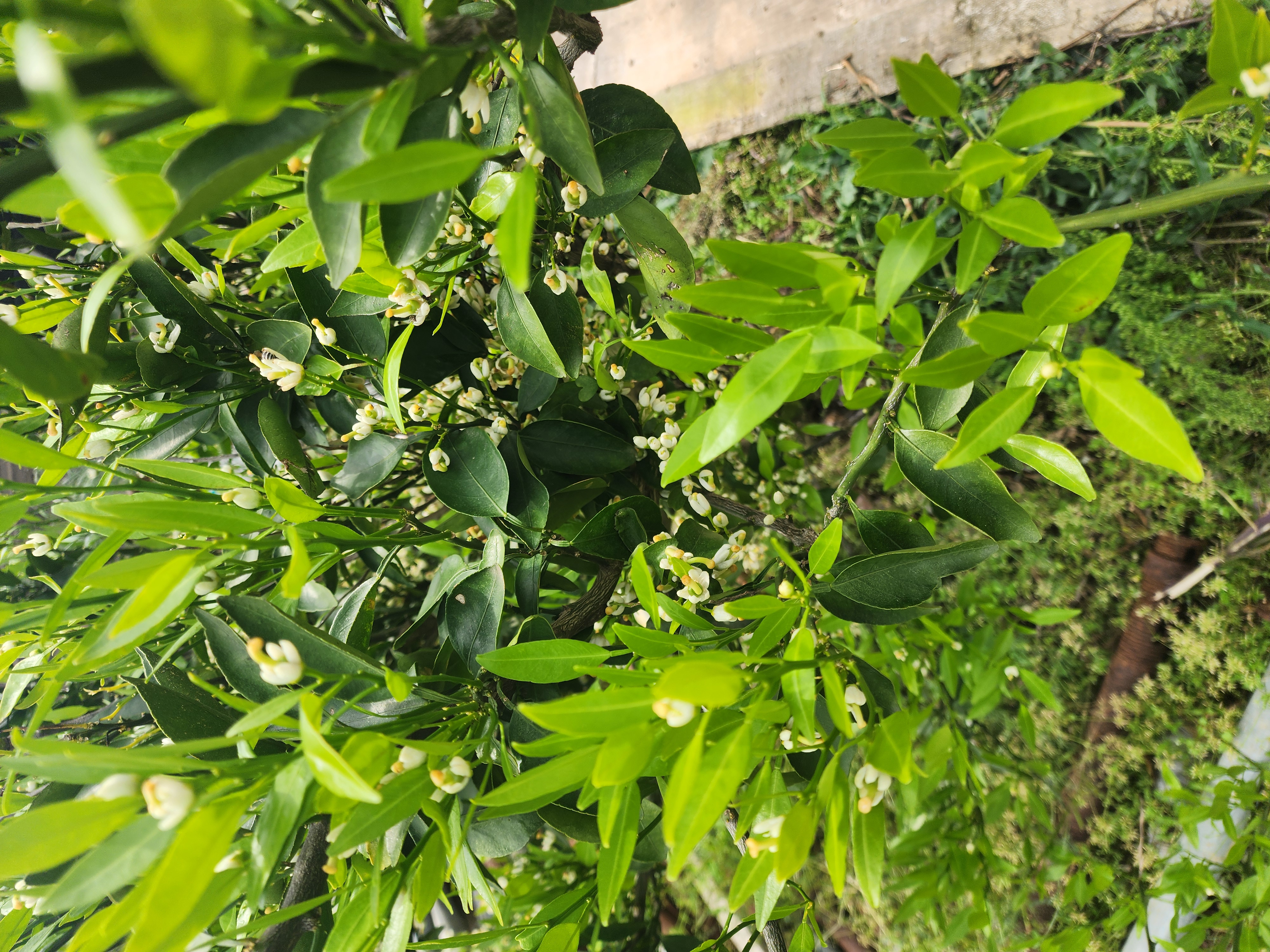 귤나무 품종 문의