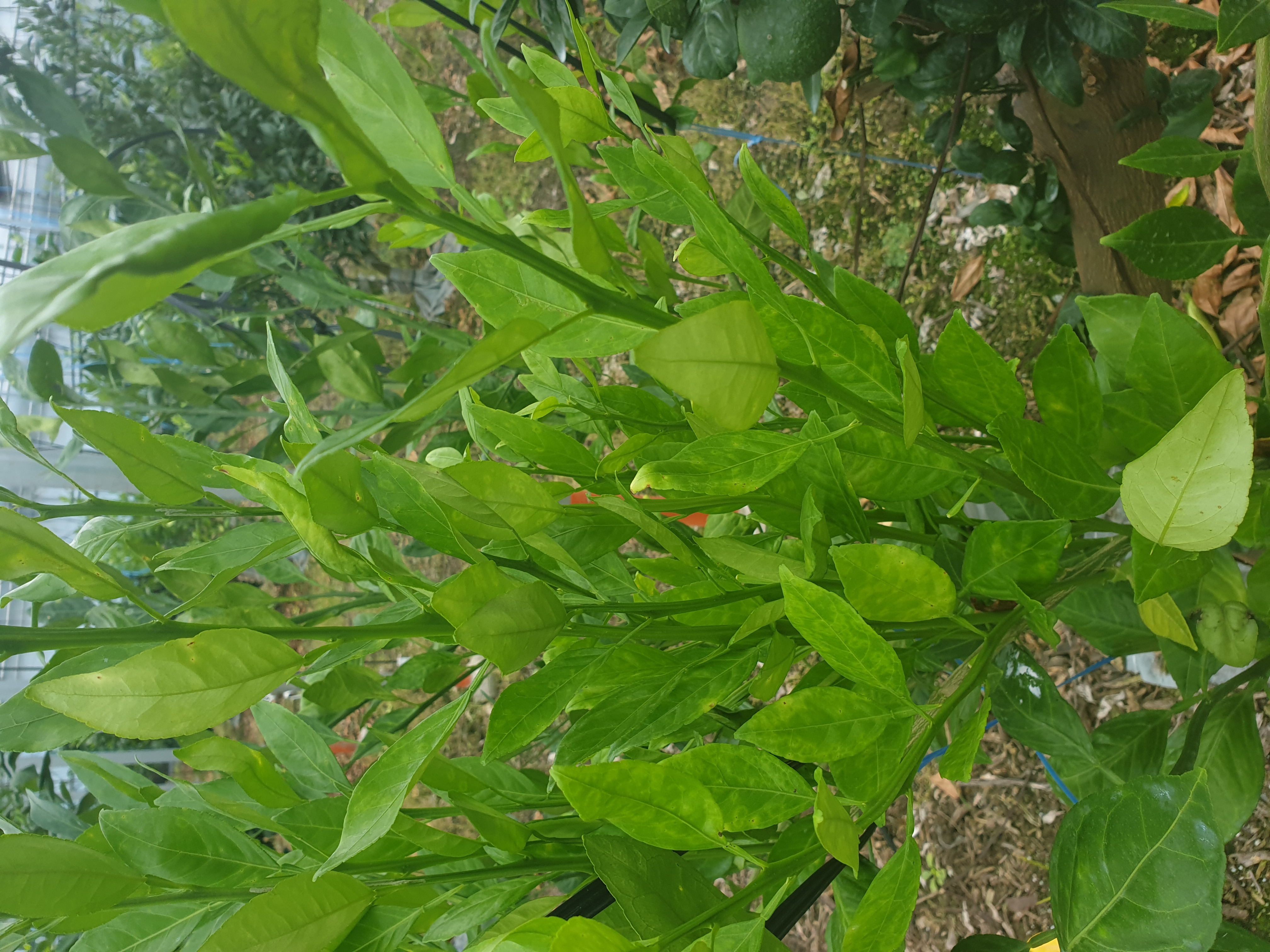 레드향접순관련