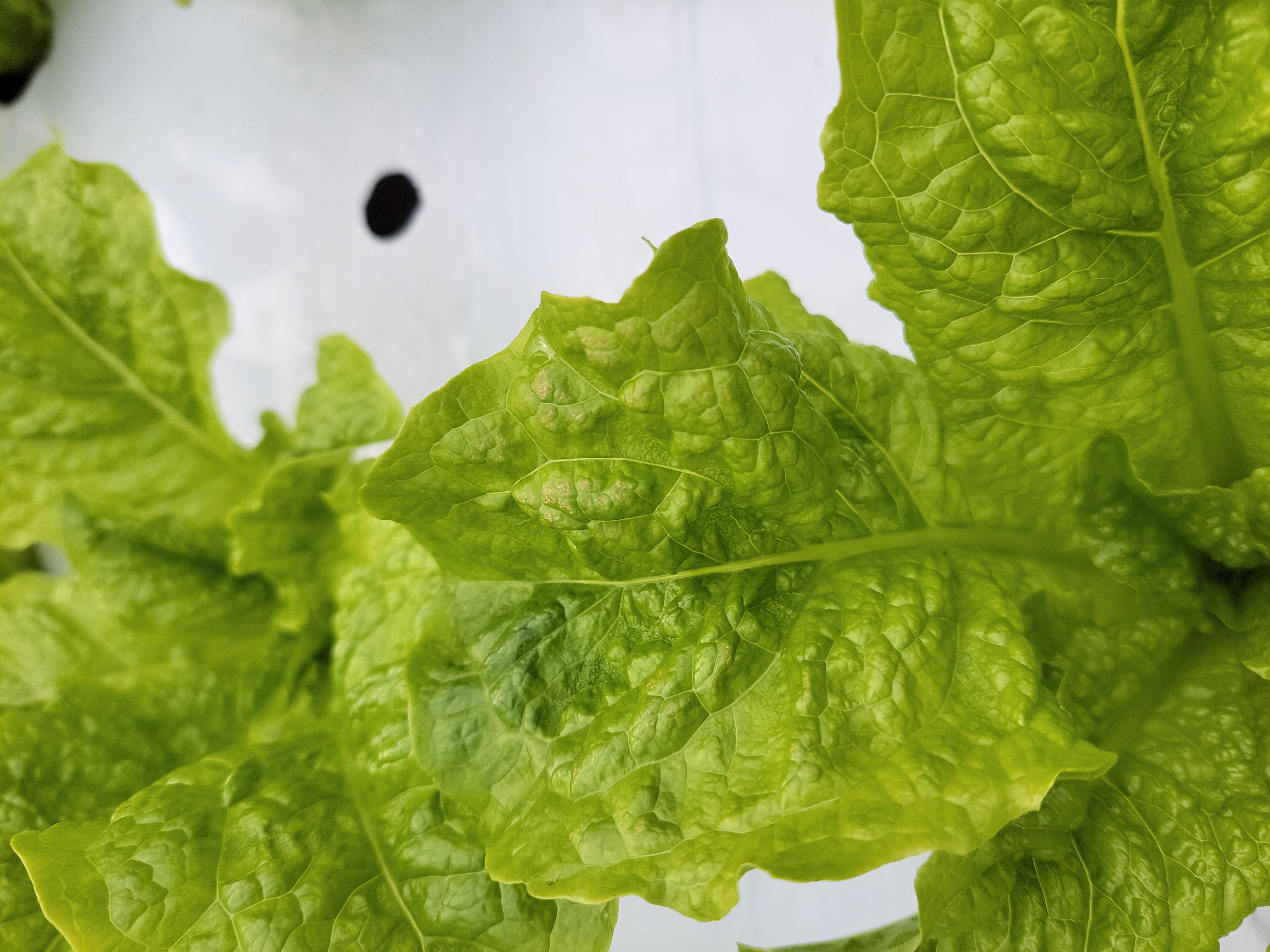 상추잎 이상증세 문의드립니다