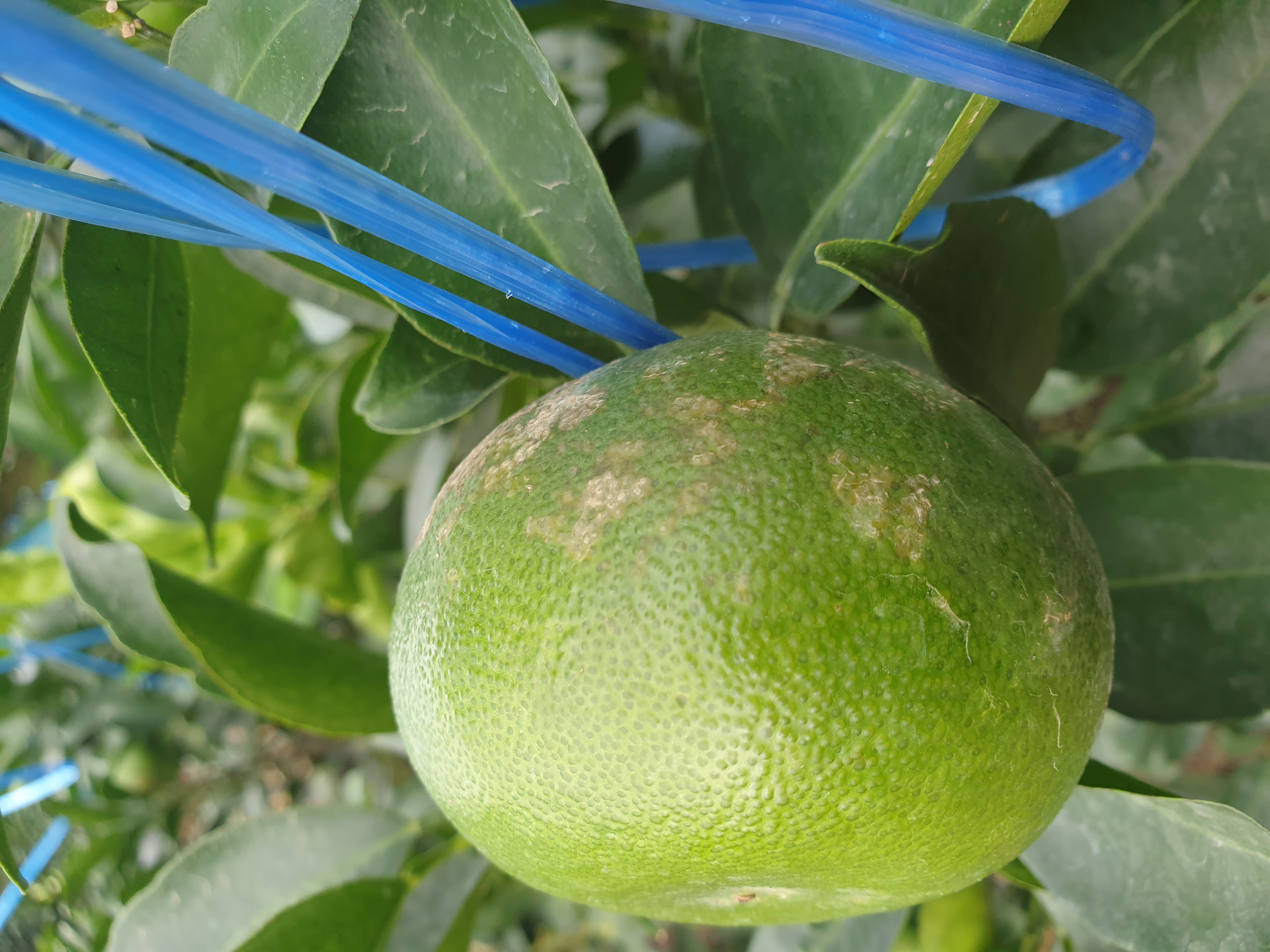 천혜향 병해충 문의
