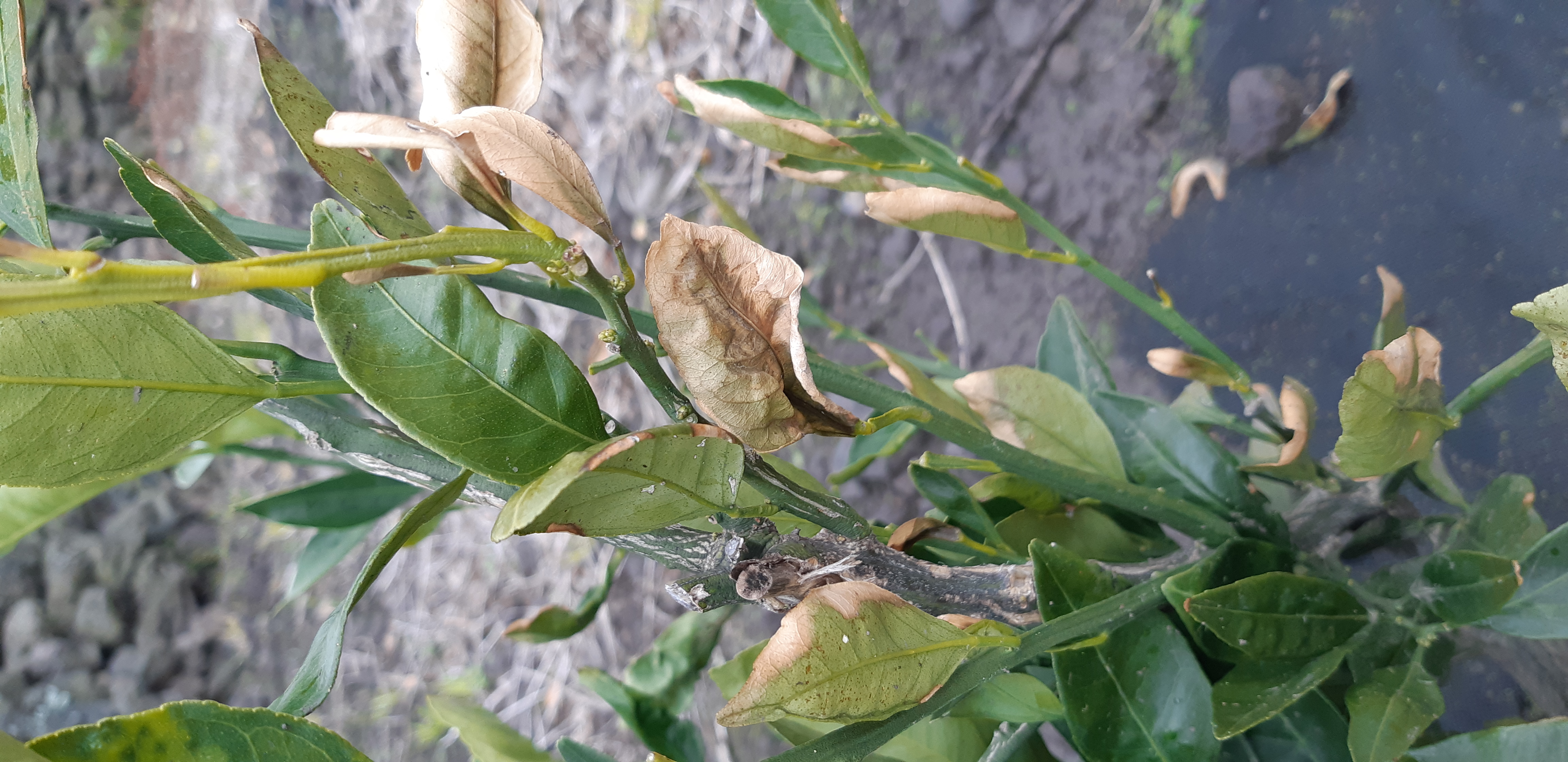 귤나무(궁천) 잎마름 현상 원인?