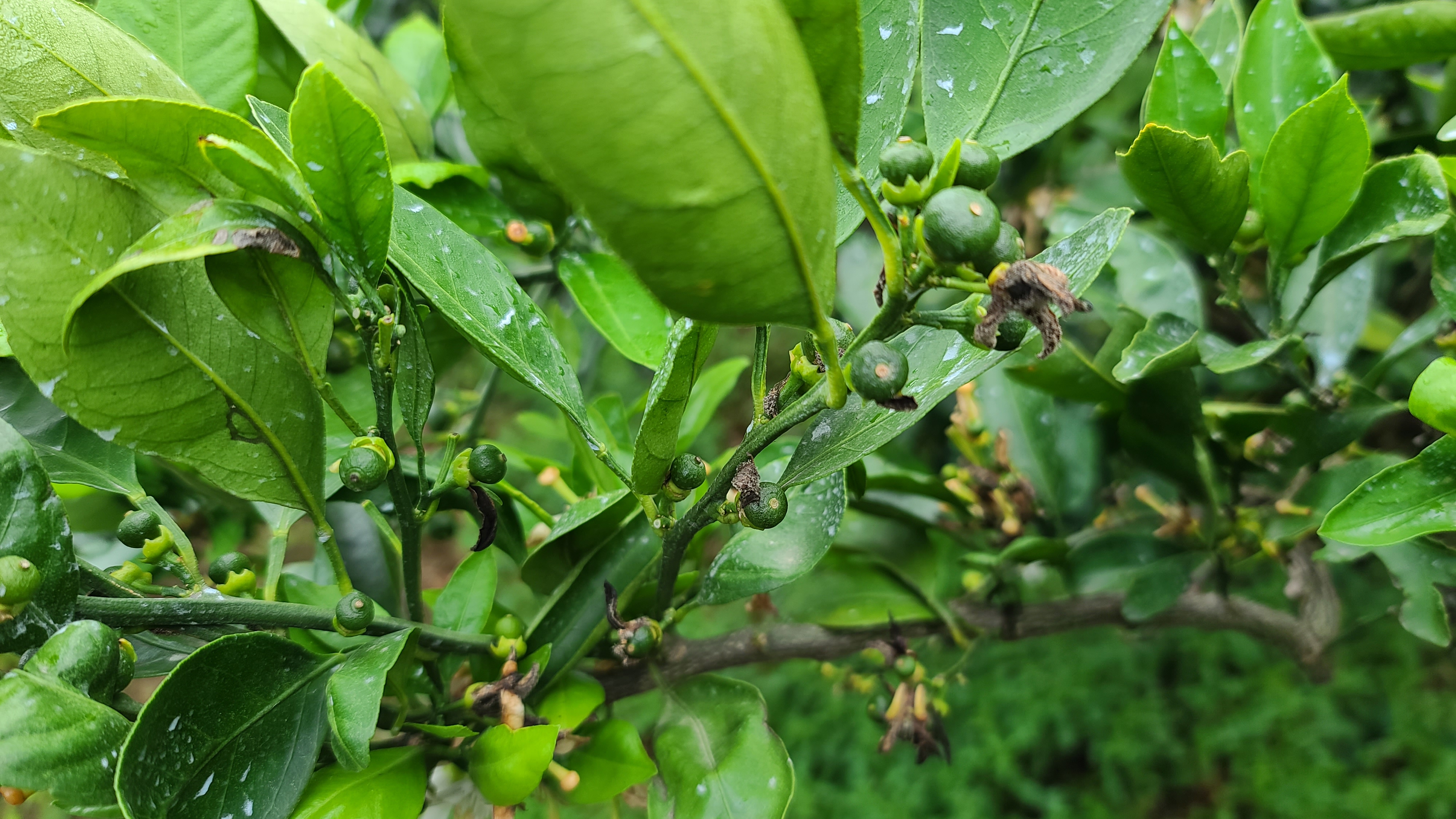 병충해 진단, 방제시기 요청드립니다.