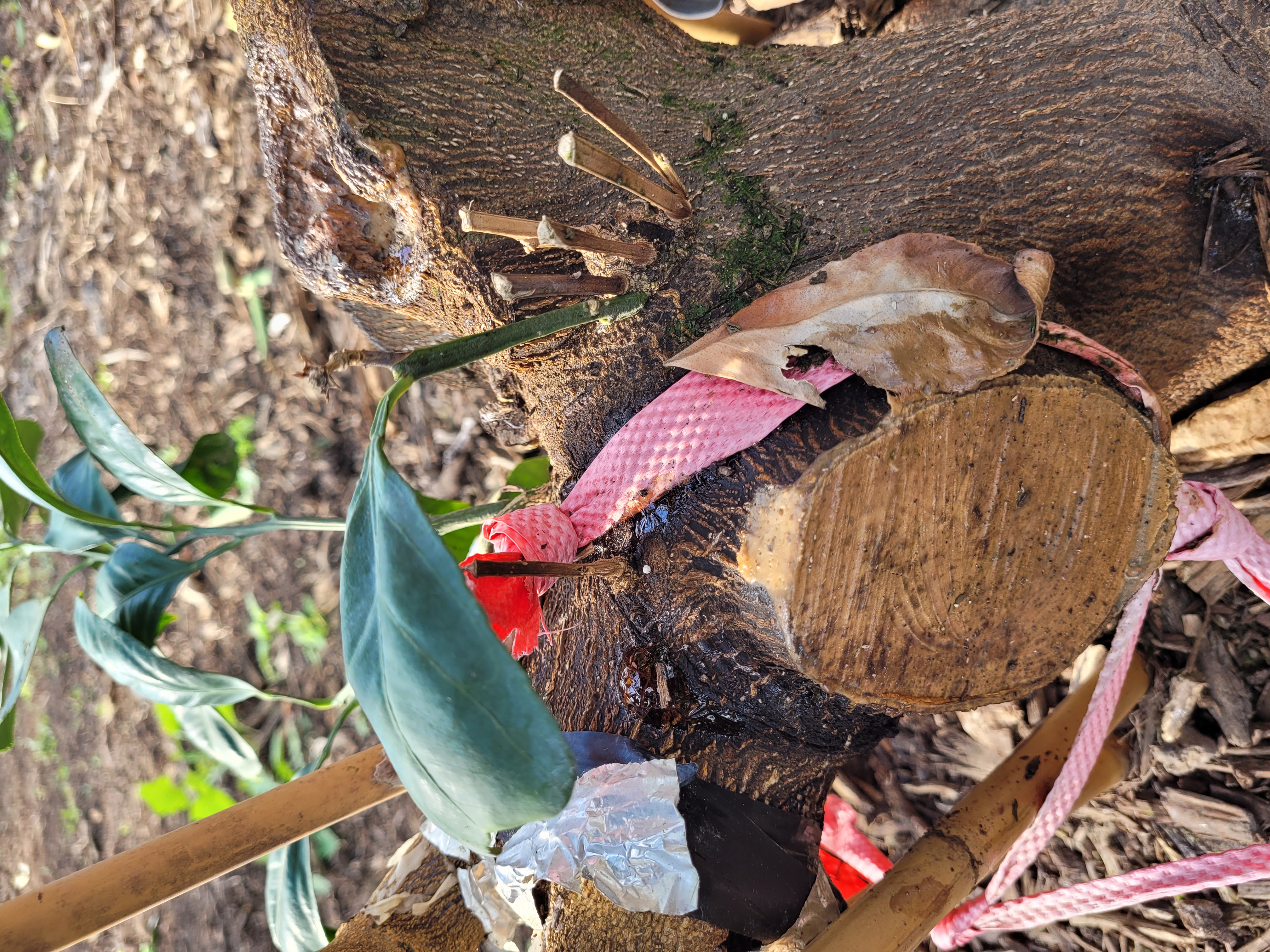 천혜향병해문의