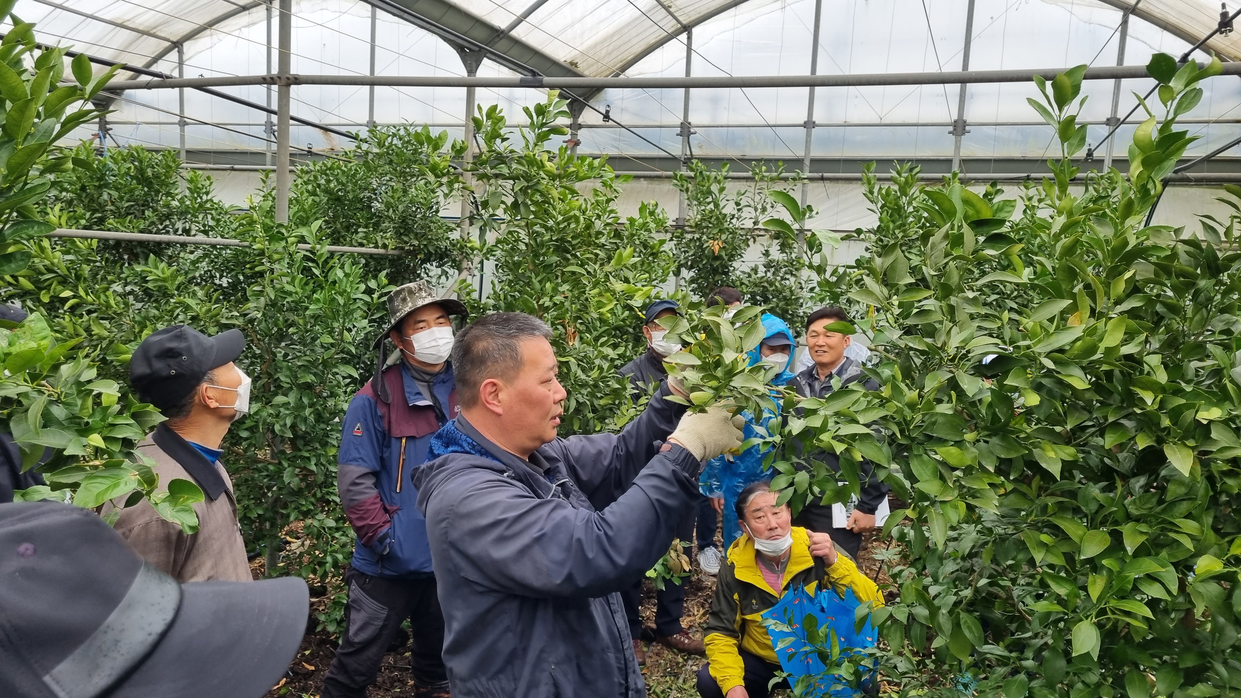 2021년 감귤류 정지 전정 현장 교육( 6회, 3/9~3/12)