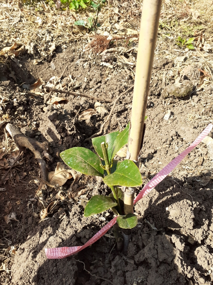 노지한라봉 농약 살포시기및 보르도액이나 기계유기살포시기 문의