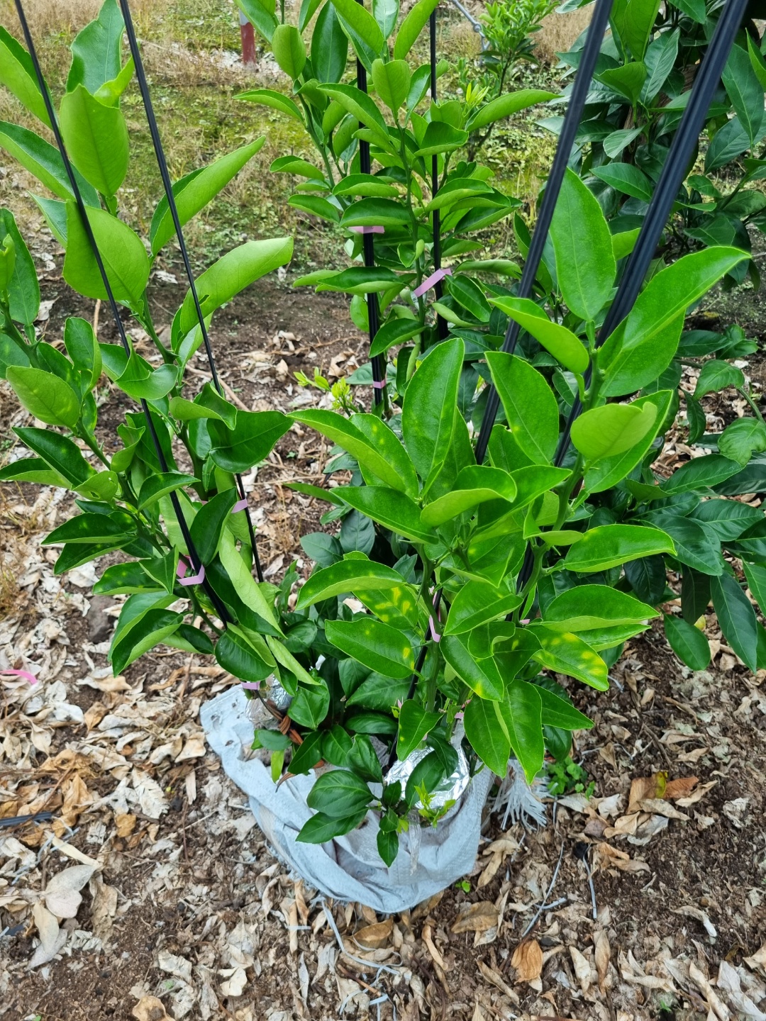 천혜향 잎이 이렇게 변합니다. 왜 이런지 조언 부탁합니다..