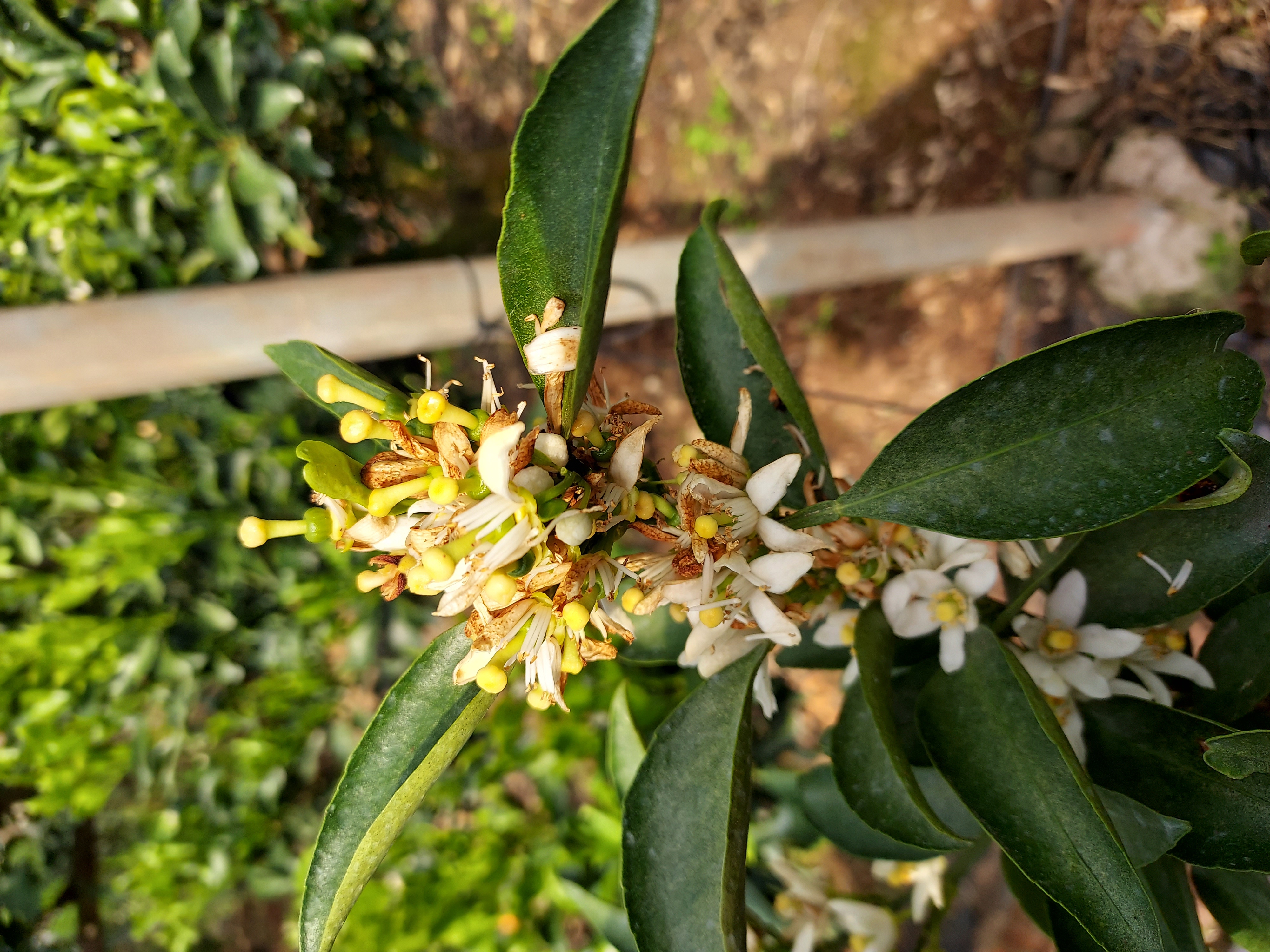 천혜향 재배 관련 질문드립니다.