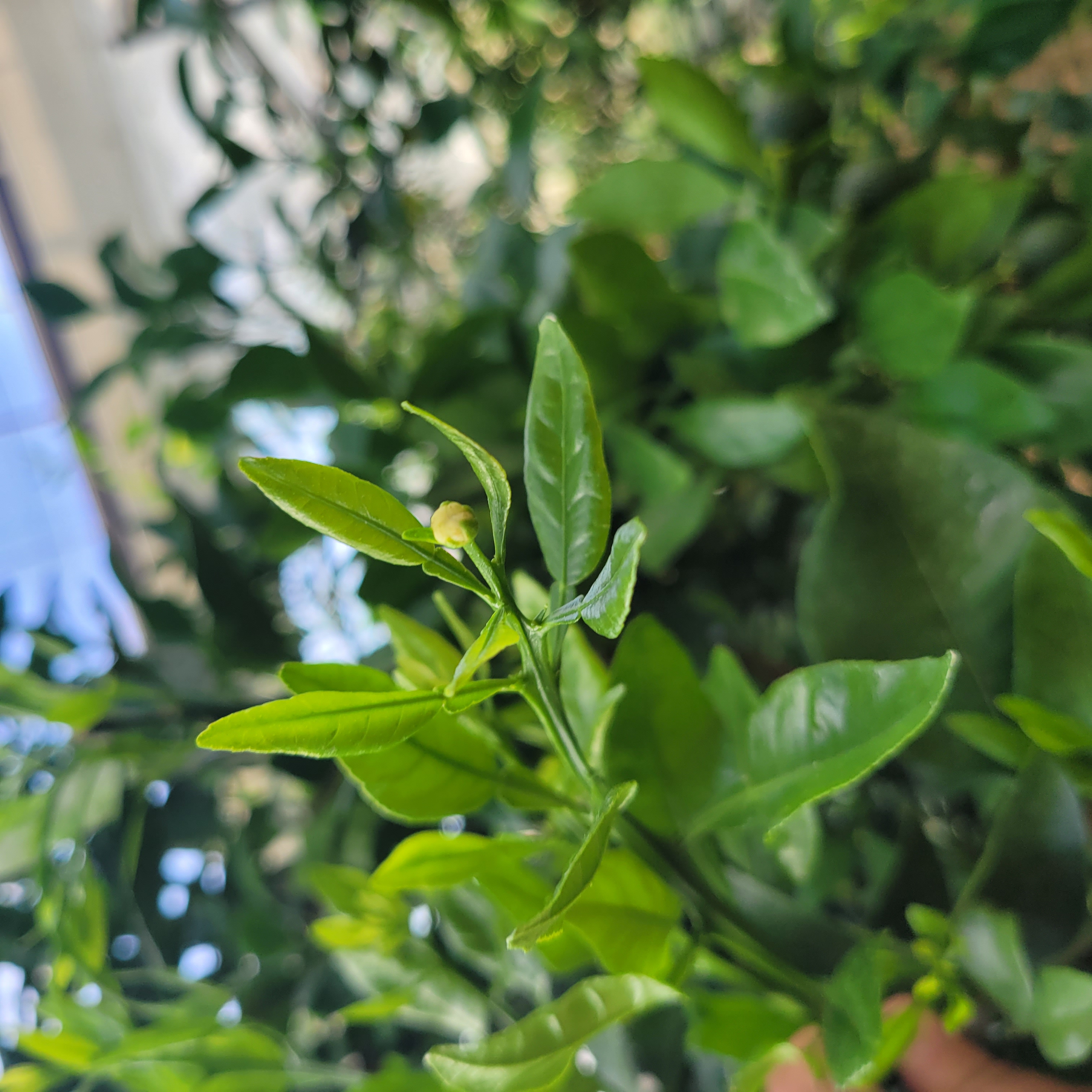 새순에 꽃이오는것 처리방법