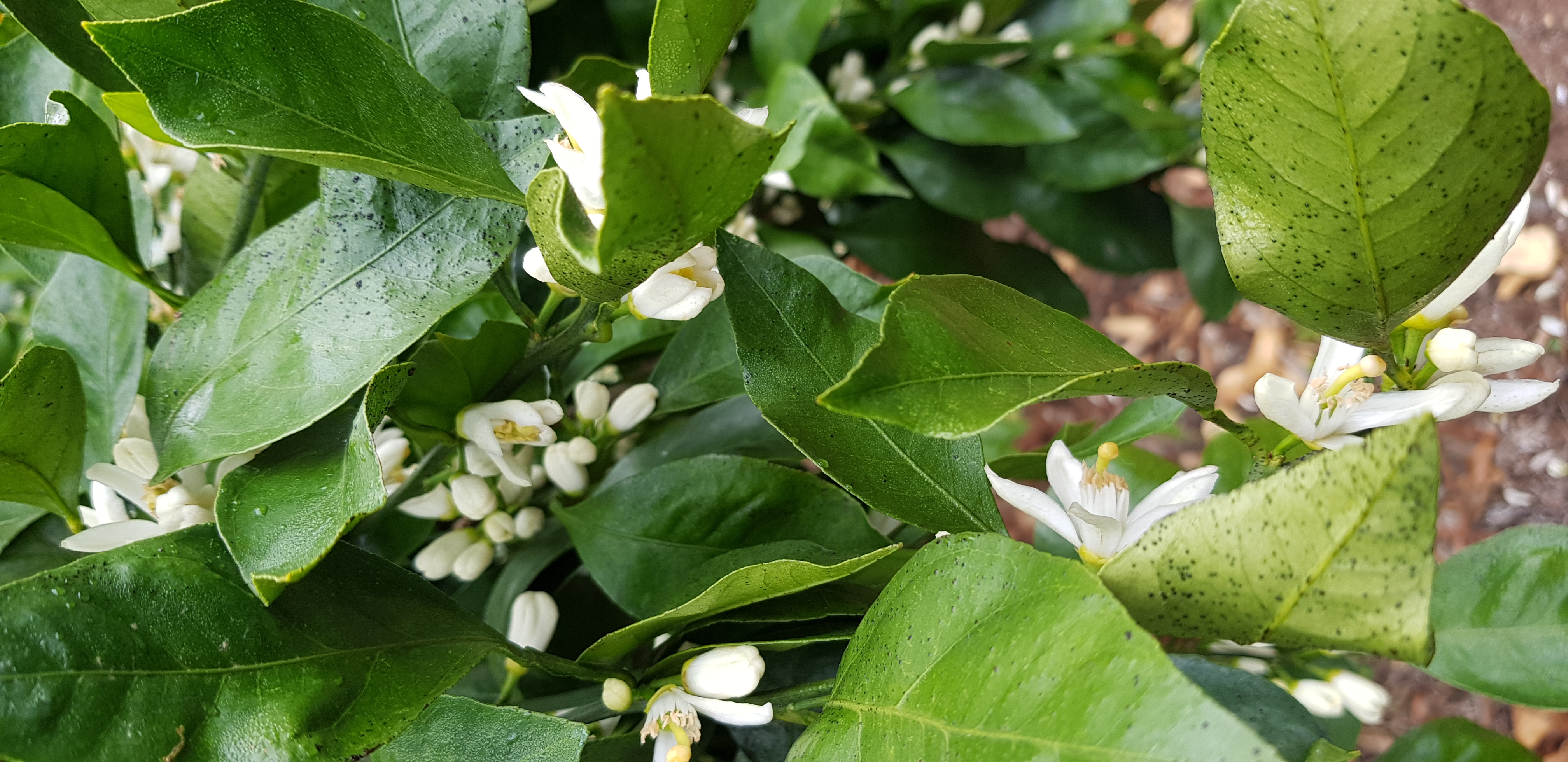 노지감귤 나무(잎) 병충해 문의