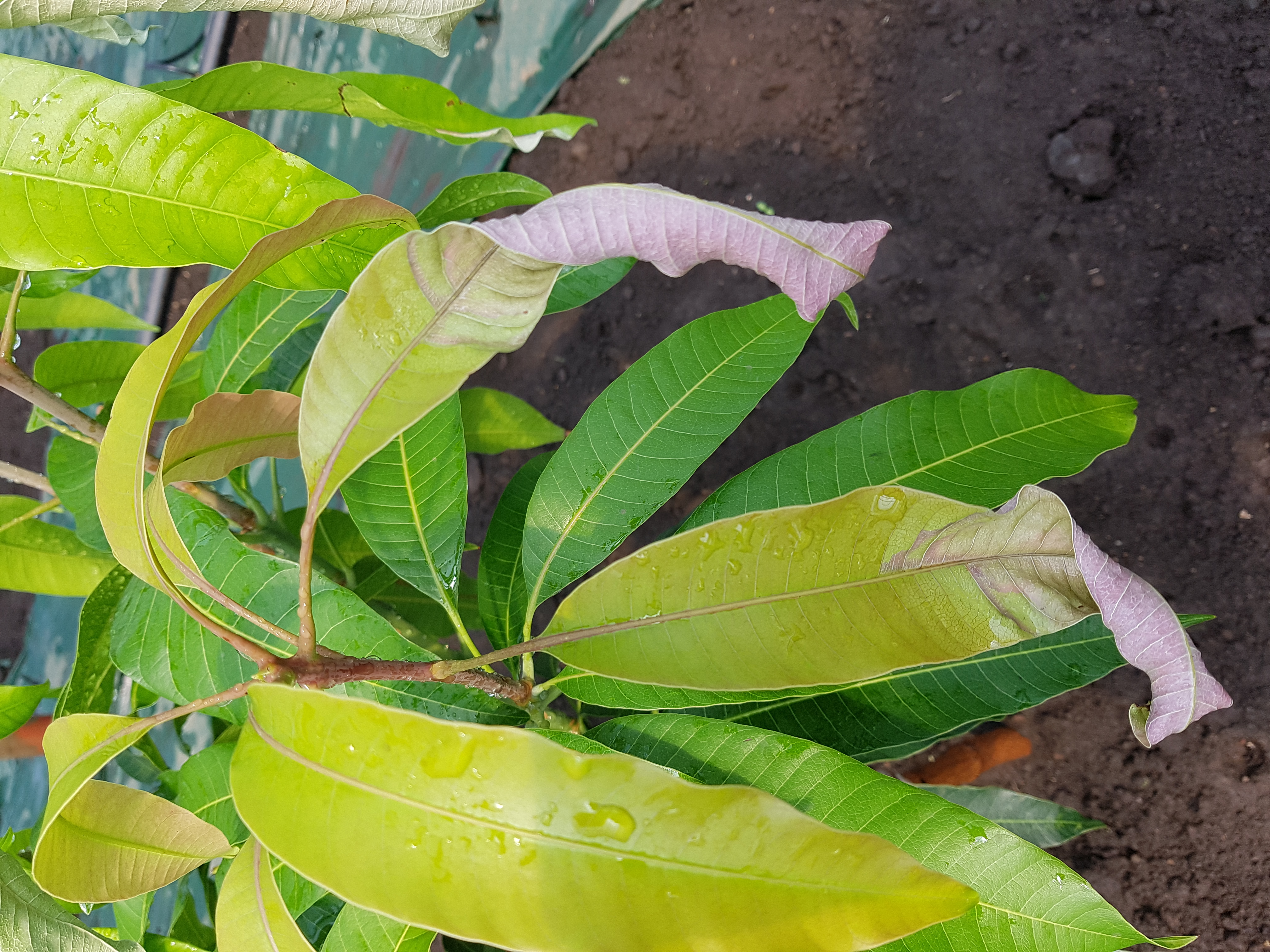 애플망고 잎이 하얗게 말랐습니다