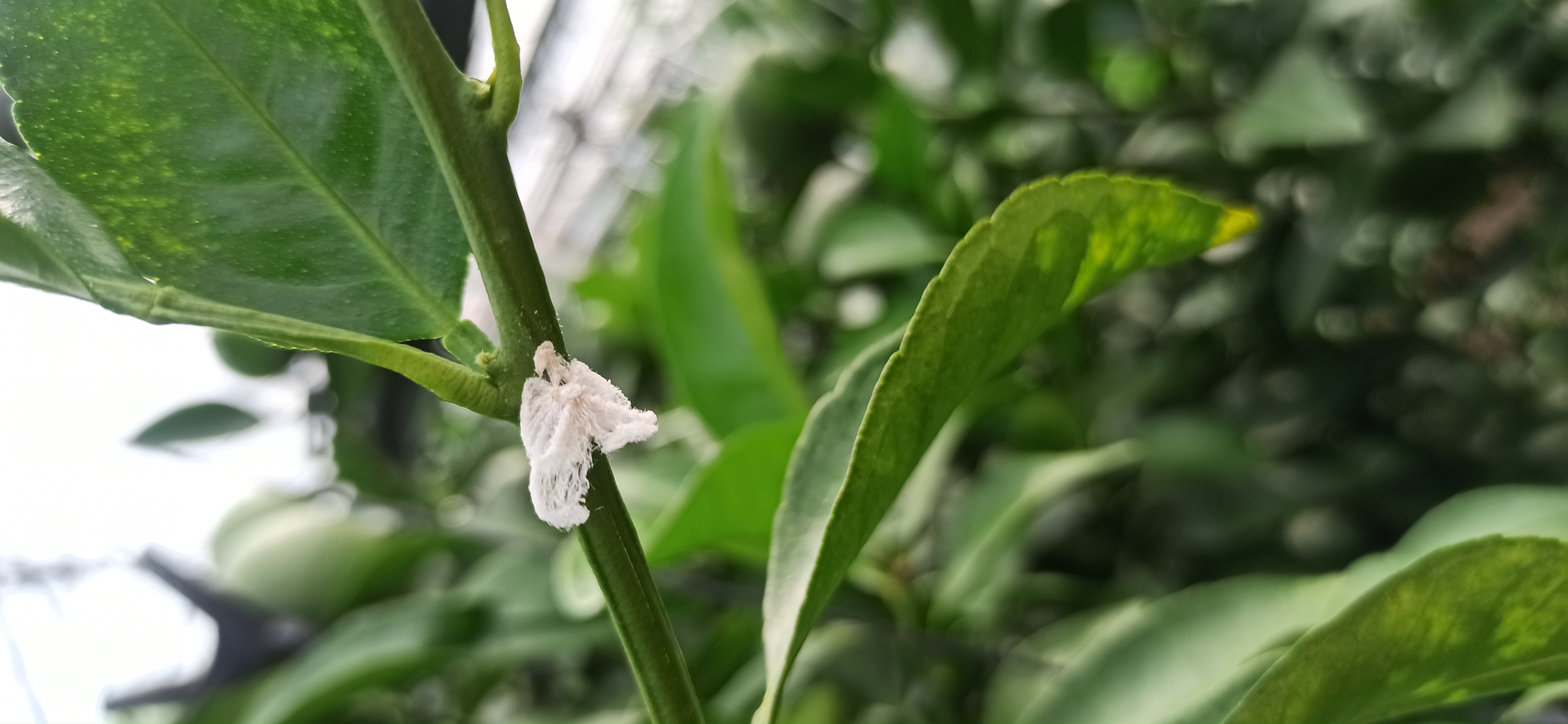 한라봉 나무에 못보던 벌래가 많아요