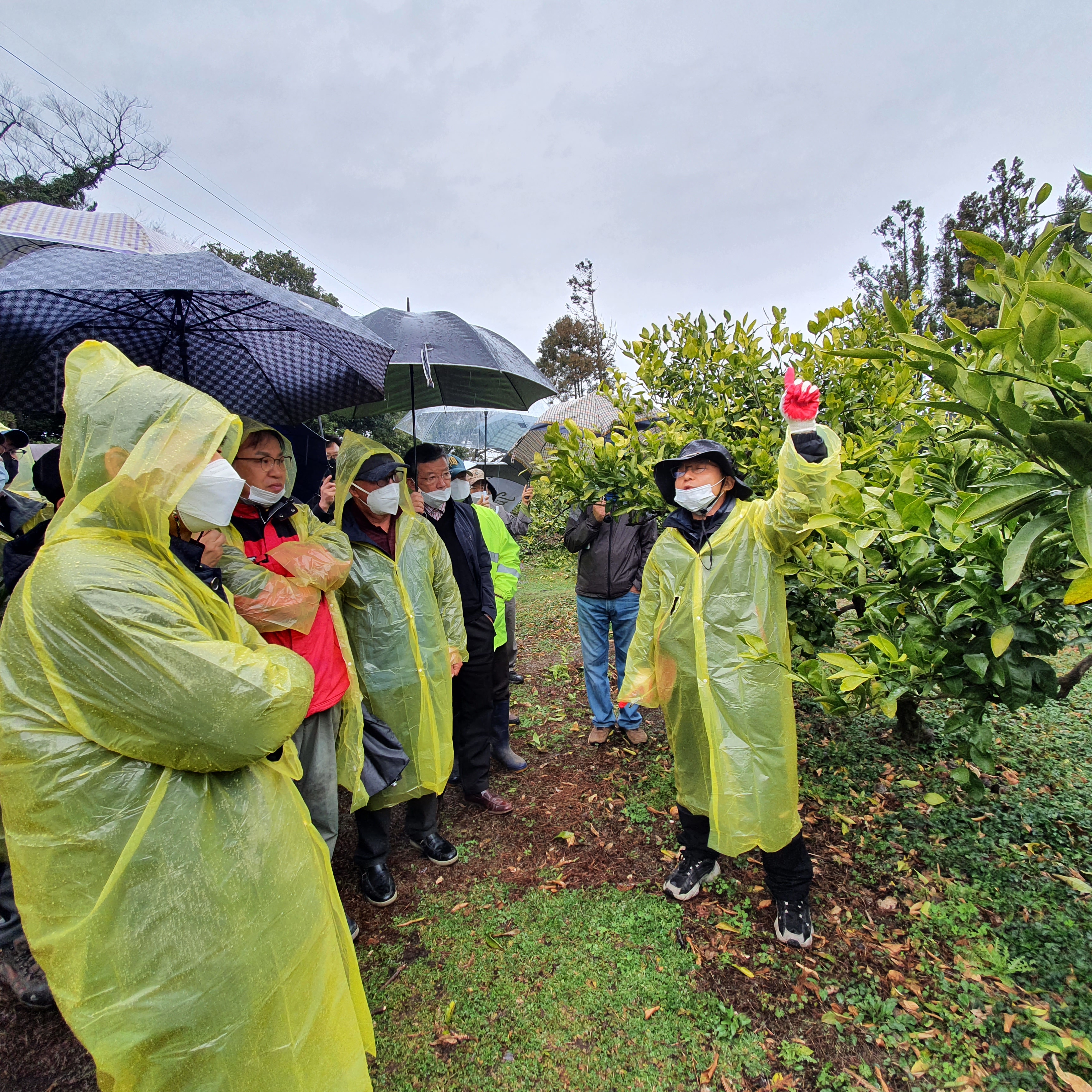 2021년 감귤 정지·전정 교육