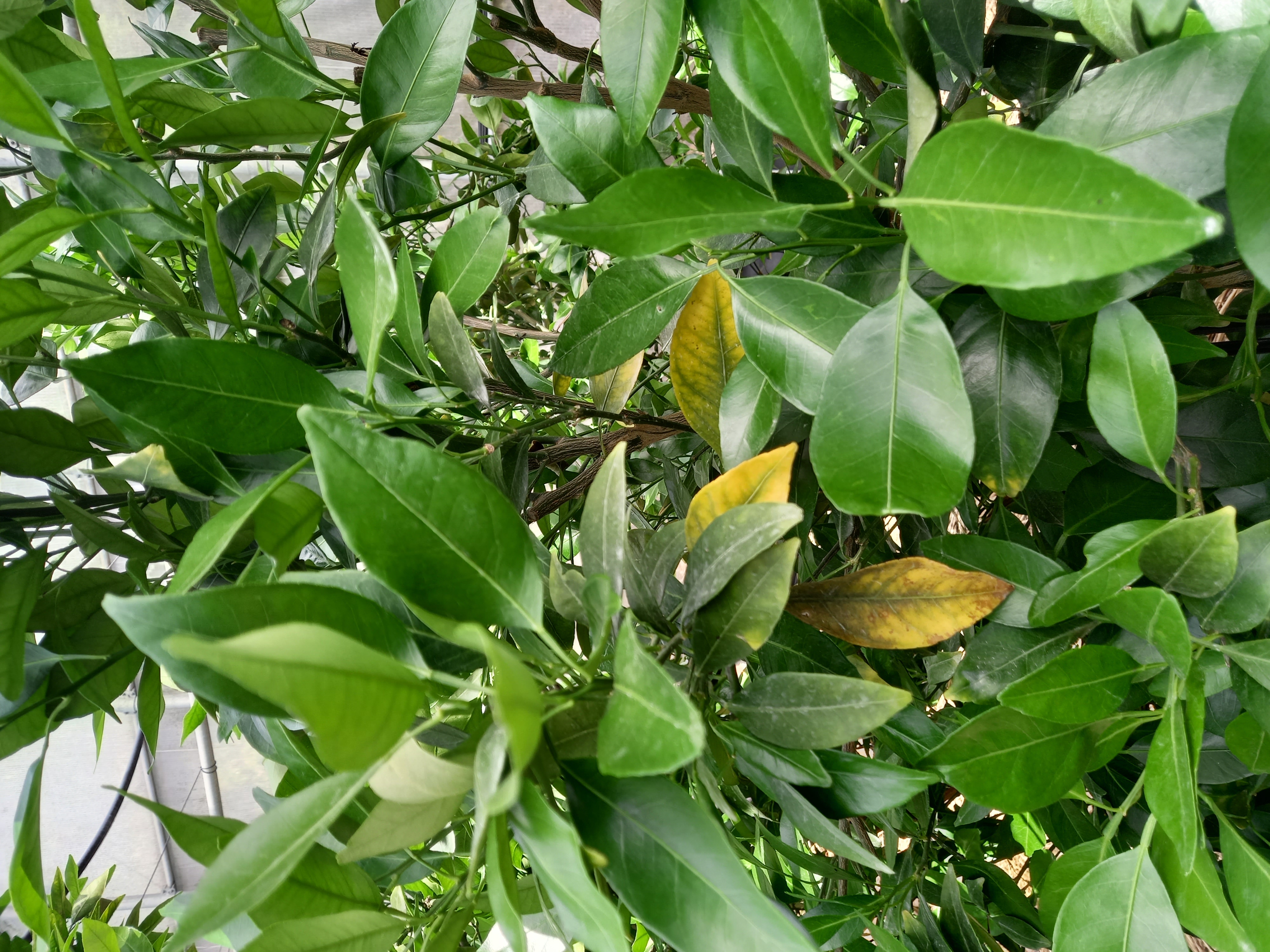 레드향 잎이 노랗게되는 원인이 뭔지 야고싶습니다.