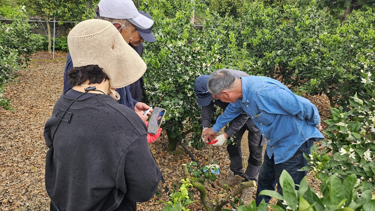 2025년 신규농업인 기초영농기술교육(실습과정-감귤류B반 1차)