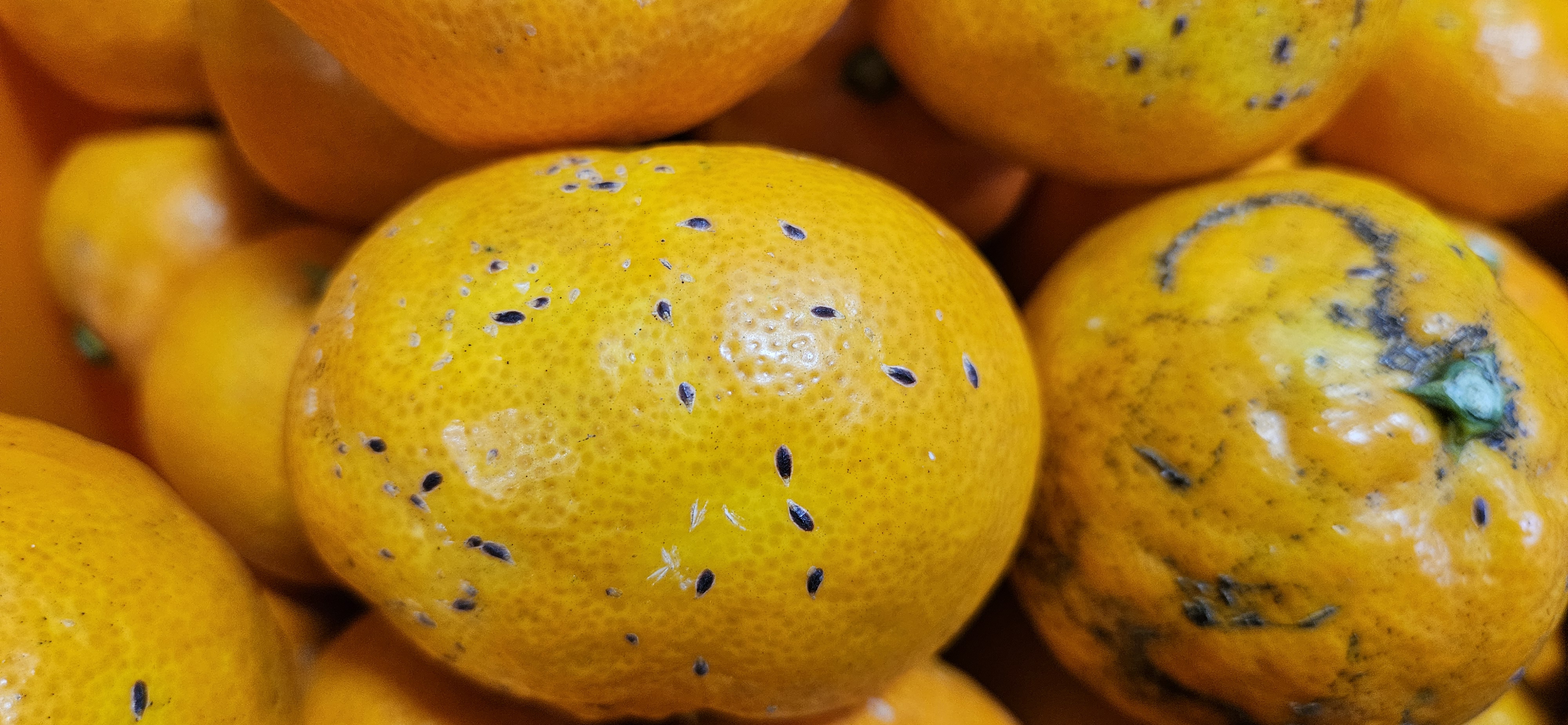 화살깍지벌레 맞나요?