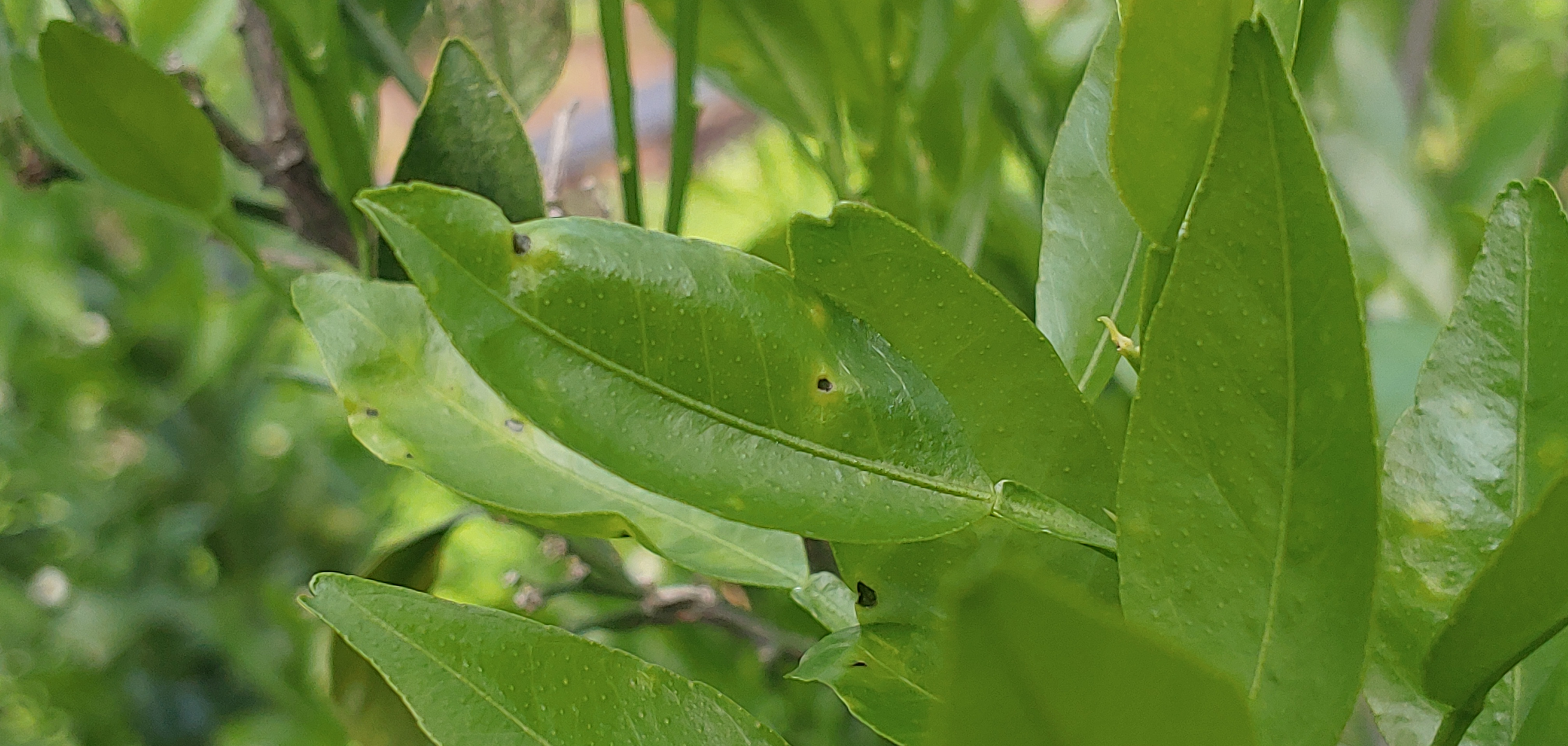 천혜향 새순에 발생한 것입니다.