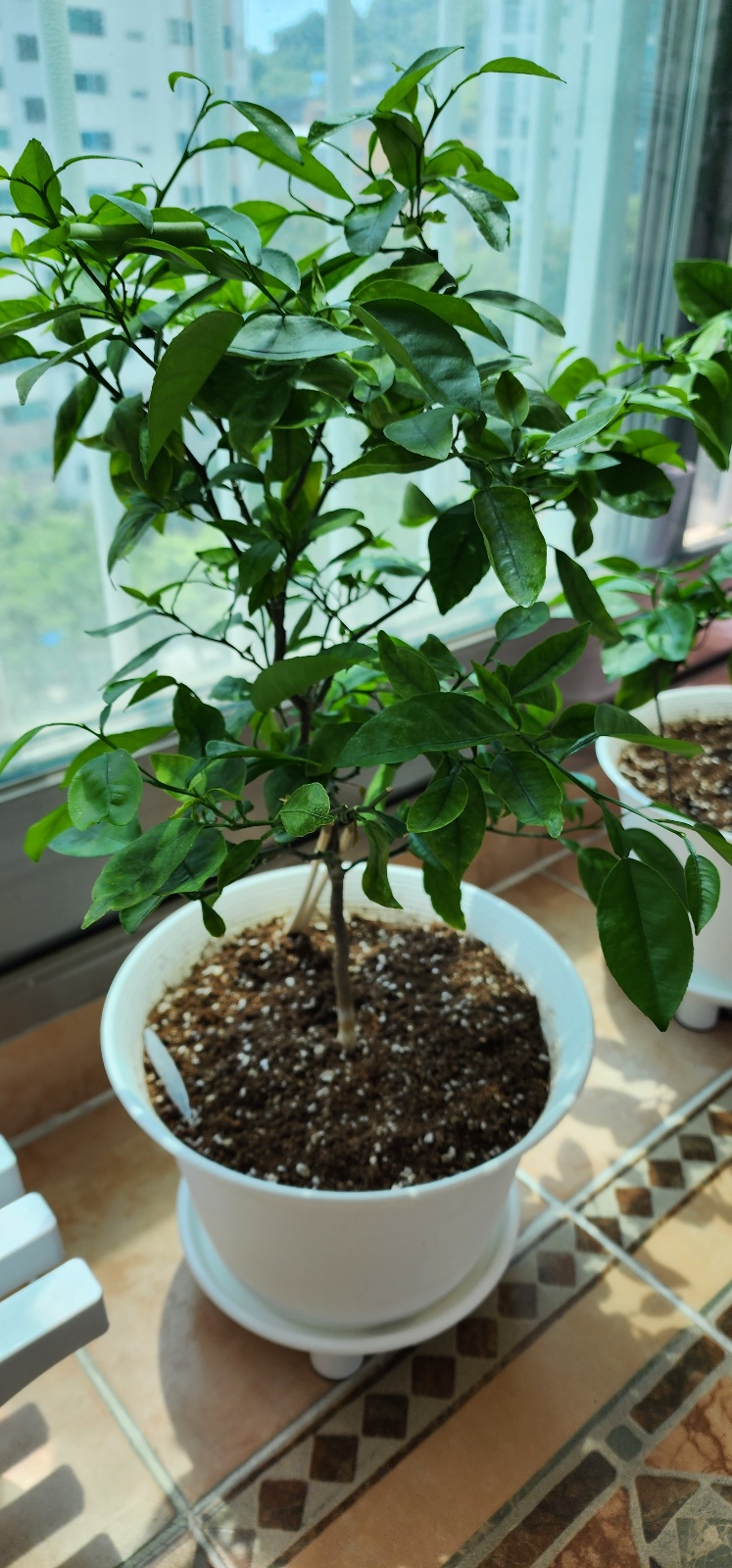 베란다에서 키우는 천혜향에 관한 문의입니다.