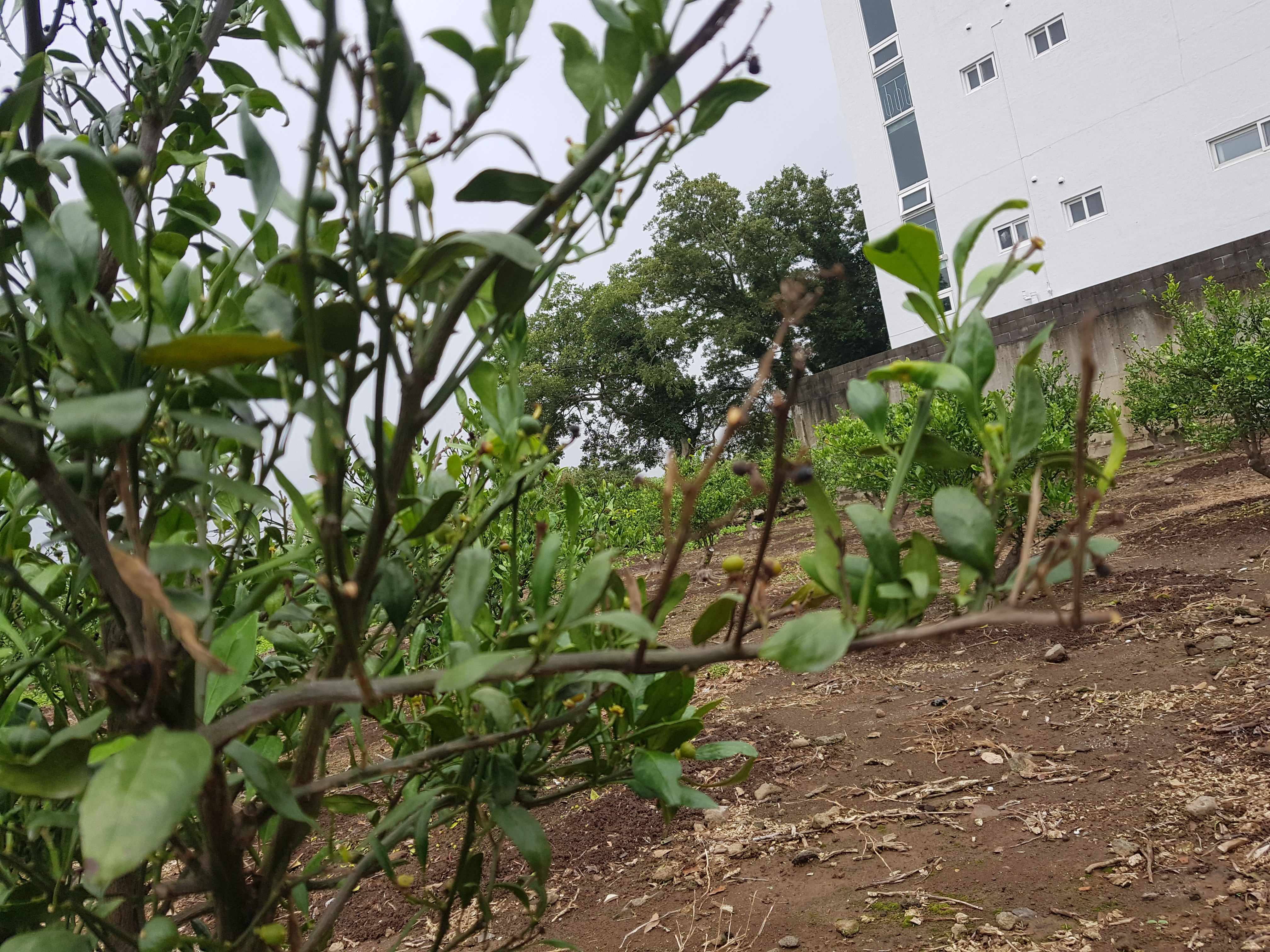 노지레드향 가지 마름