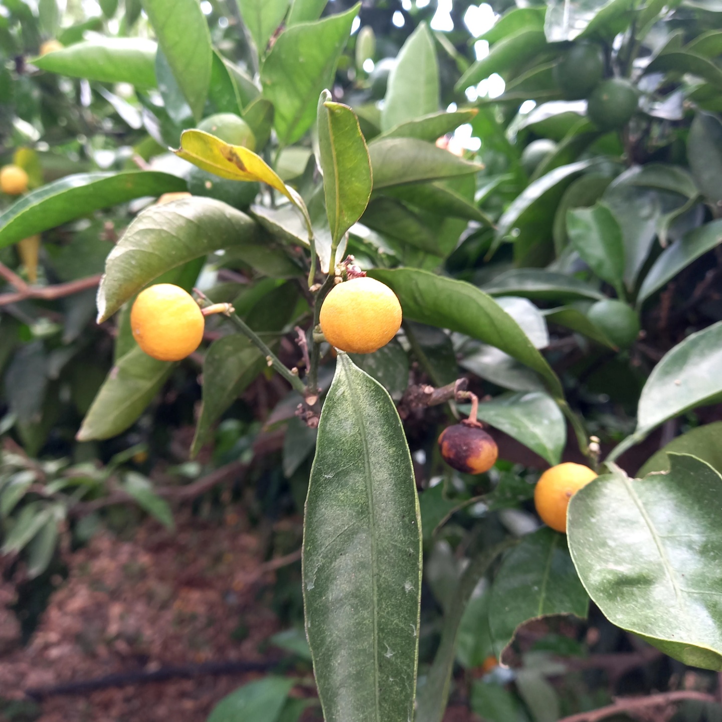 극조생 노지 감귤 생리낙과 문의