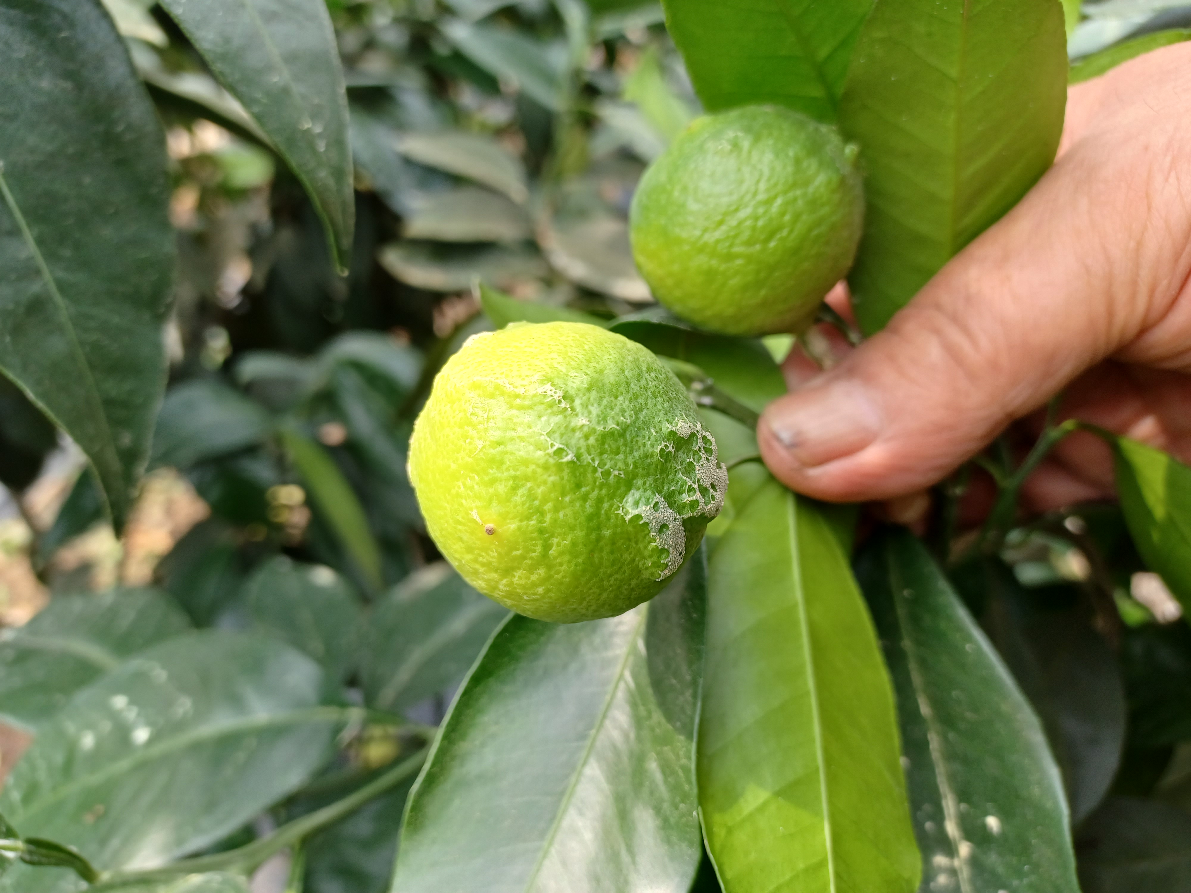 카라향 열매 증상 알고 싶습니다