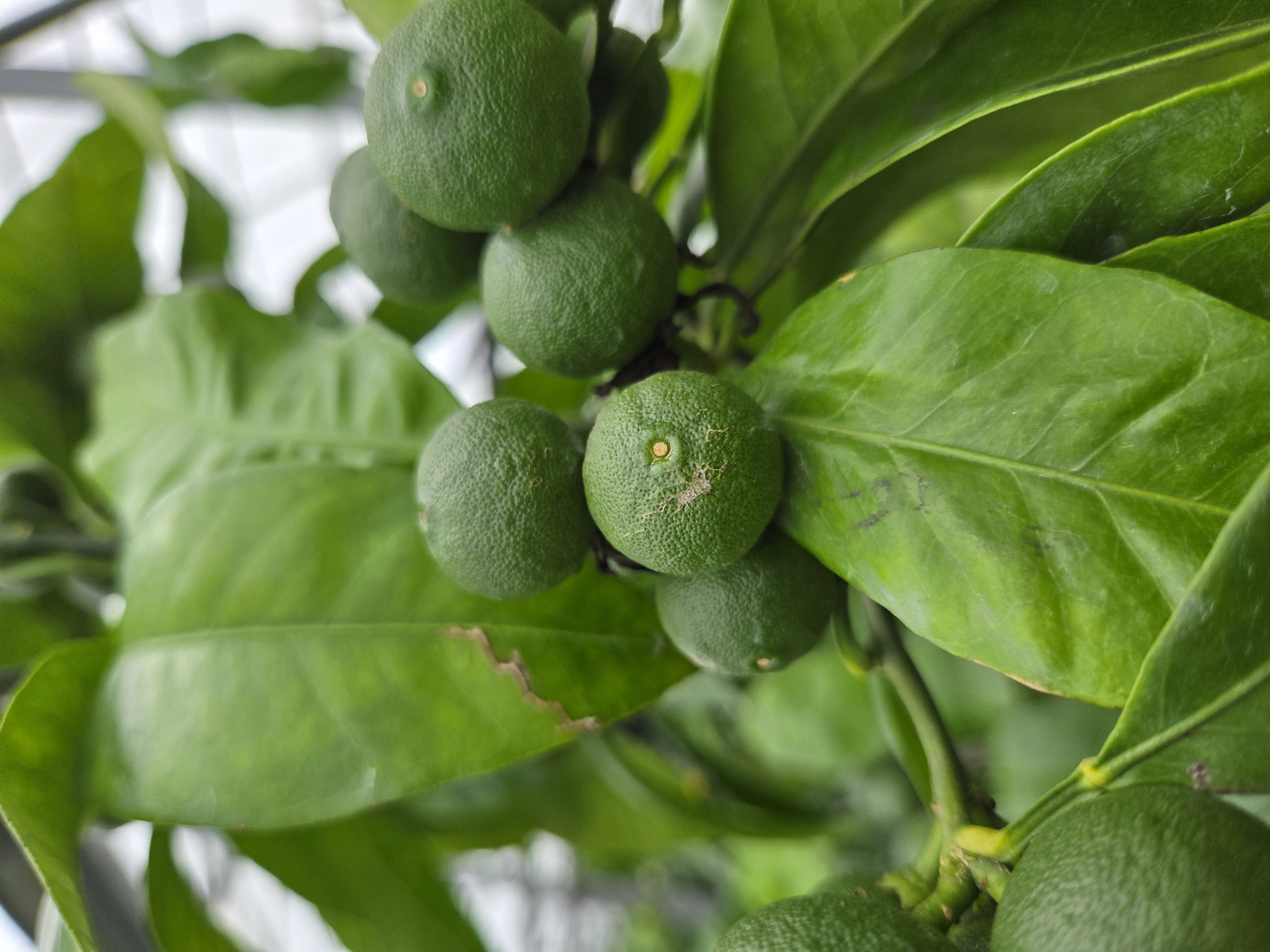 열매 병해충문의