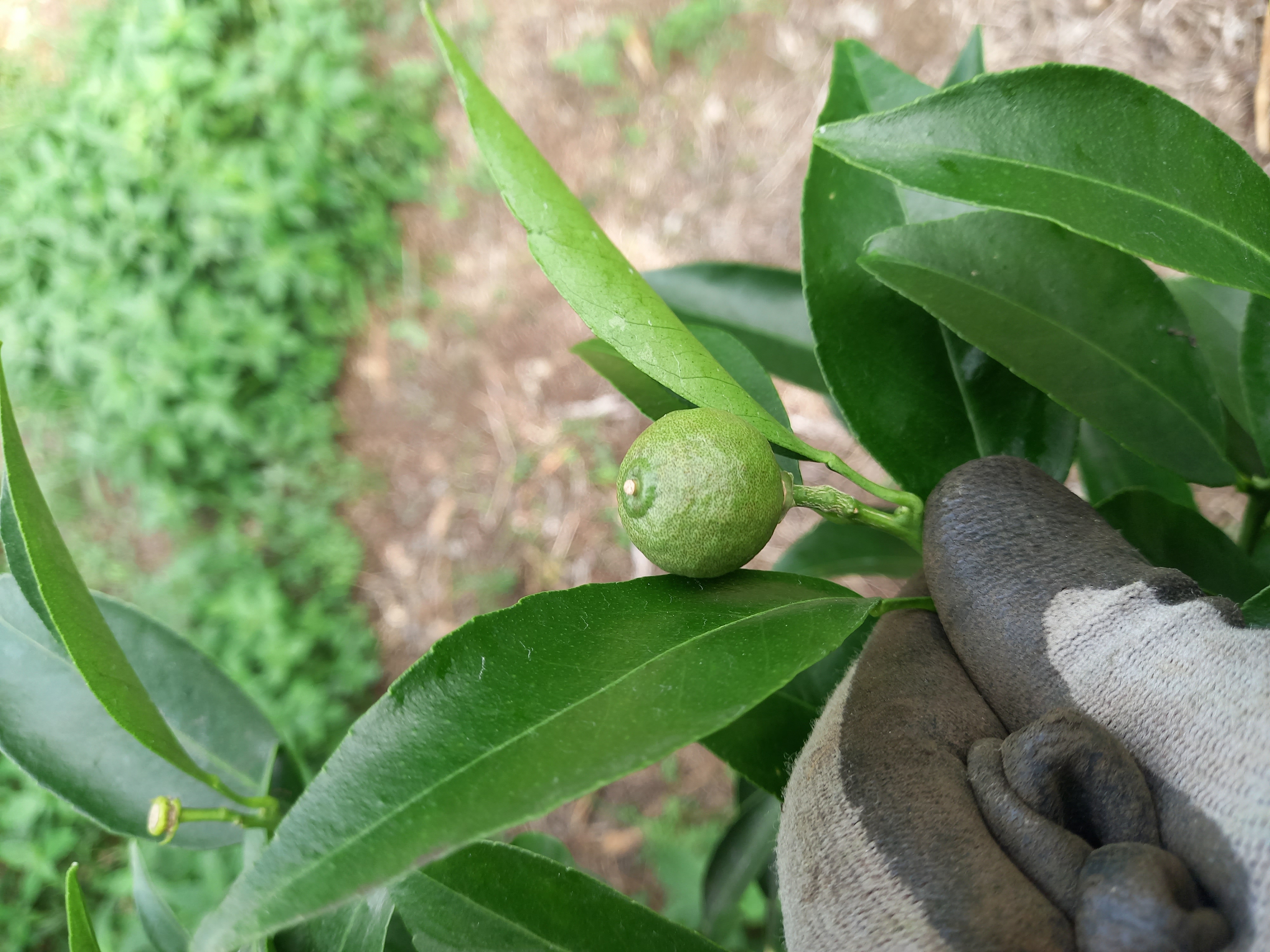 천혜향 열매 상태 문의 드립니다