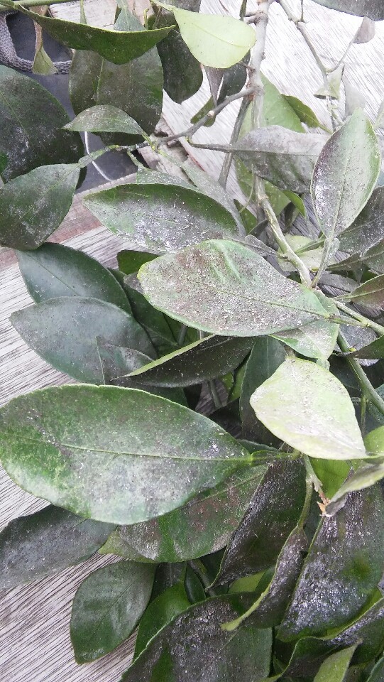 한라봉하우스병충해해결방법