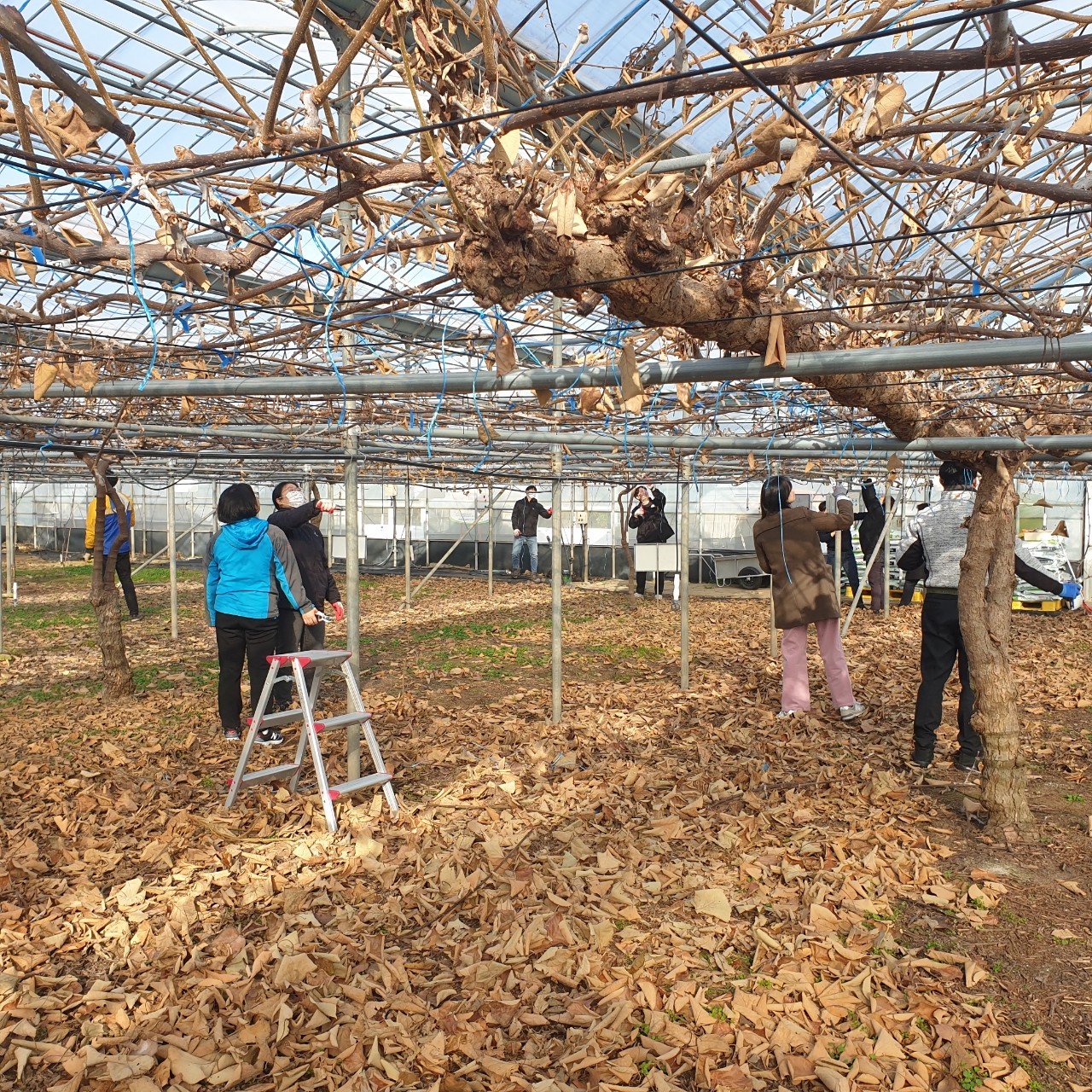 직원 자질 함량 키위 전정 교육