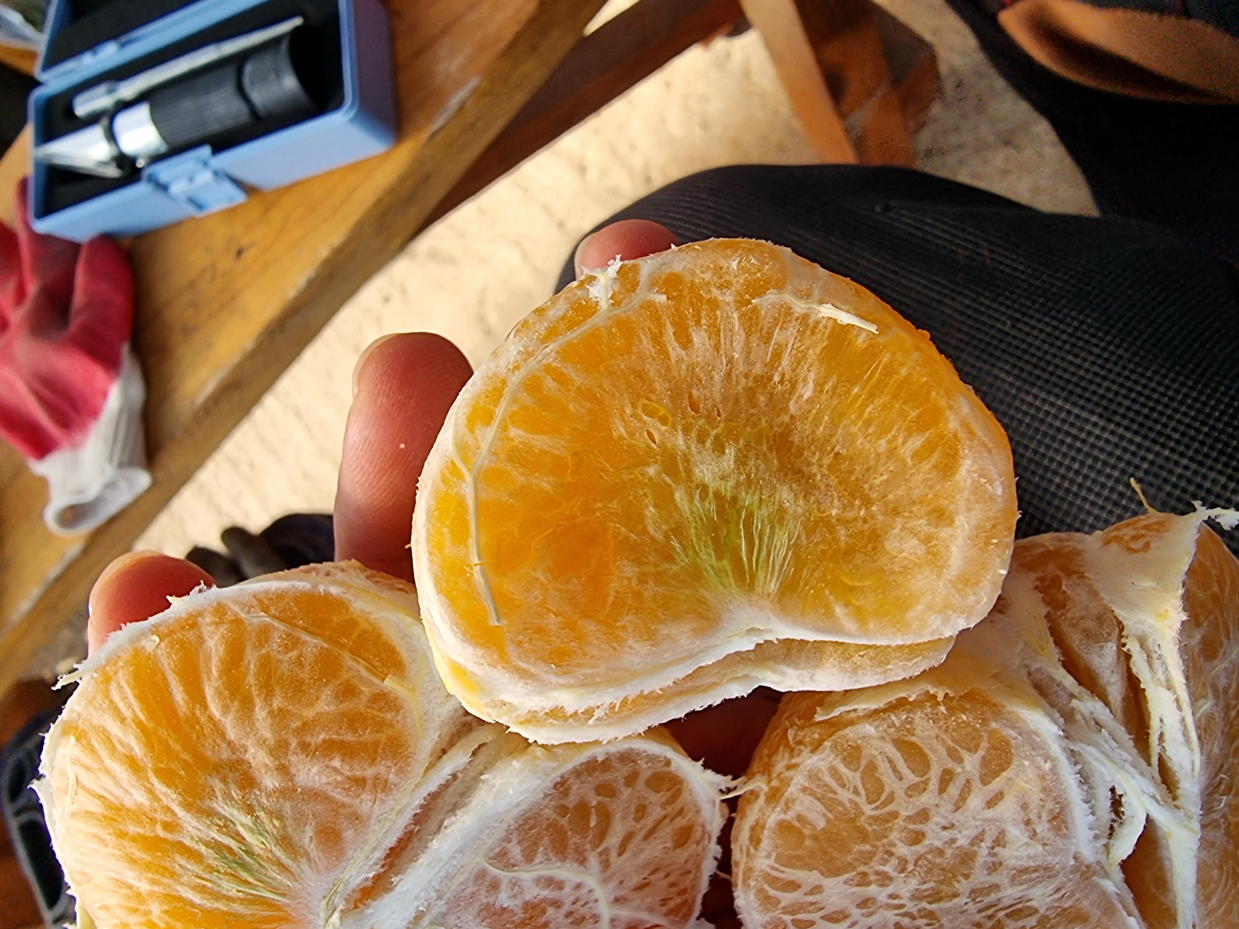 천혜향 과육에 초록색은 왠지요?