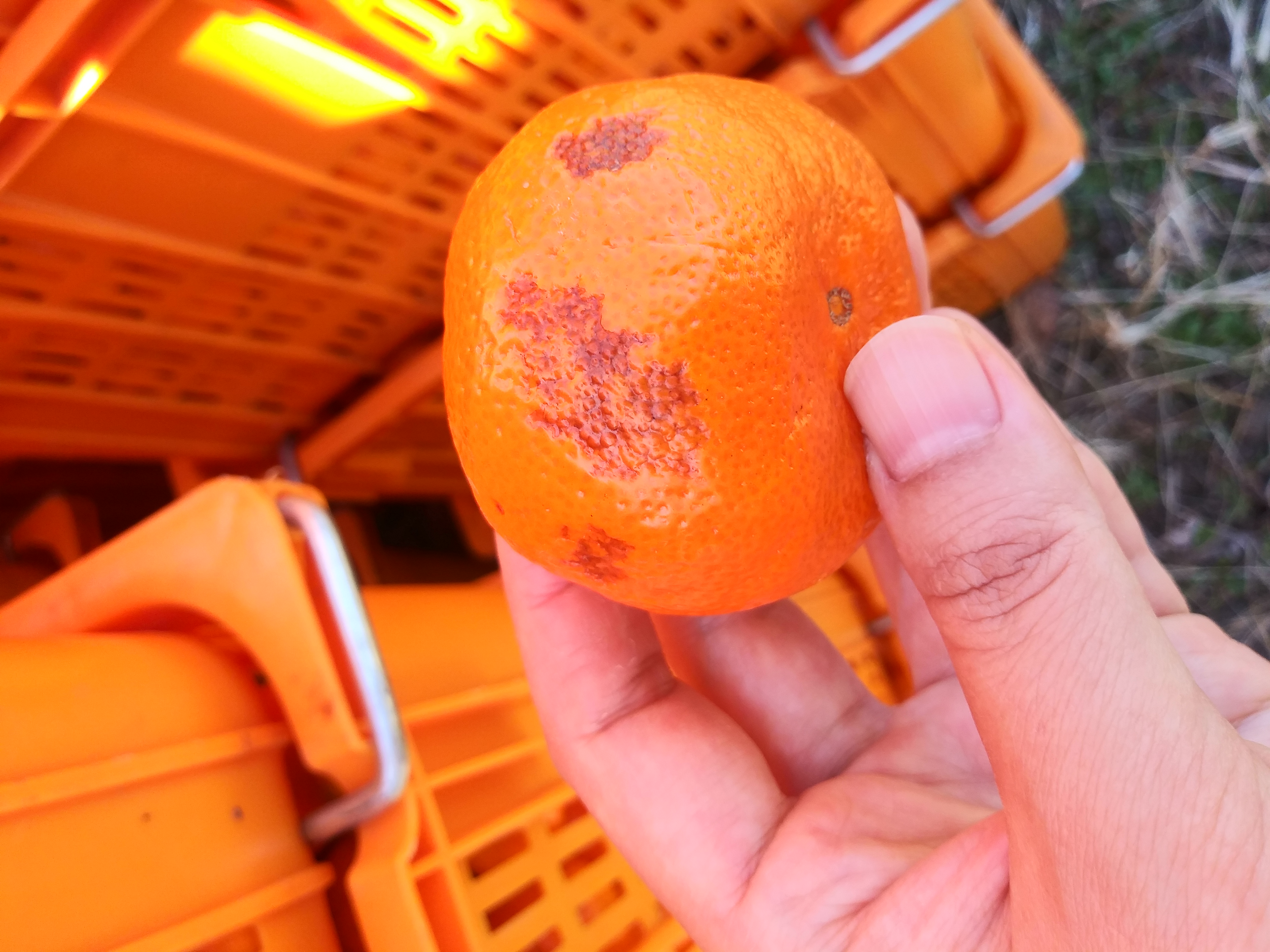 극조생표피이상