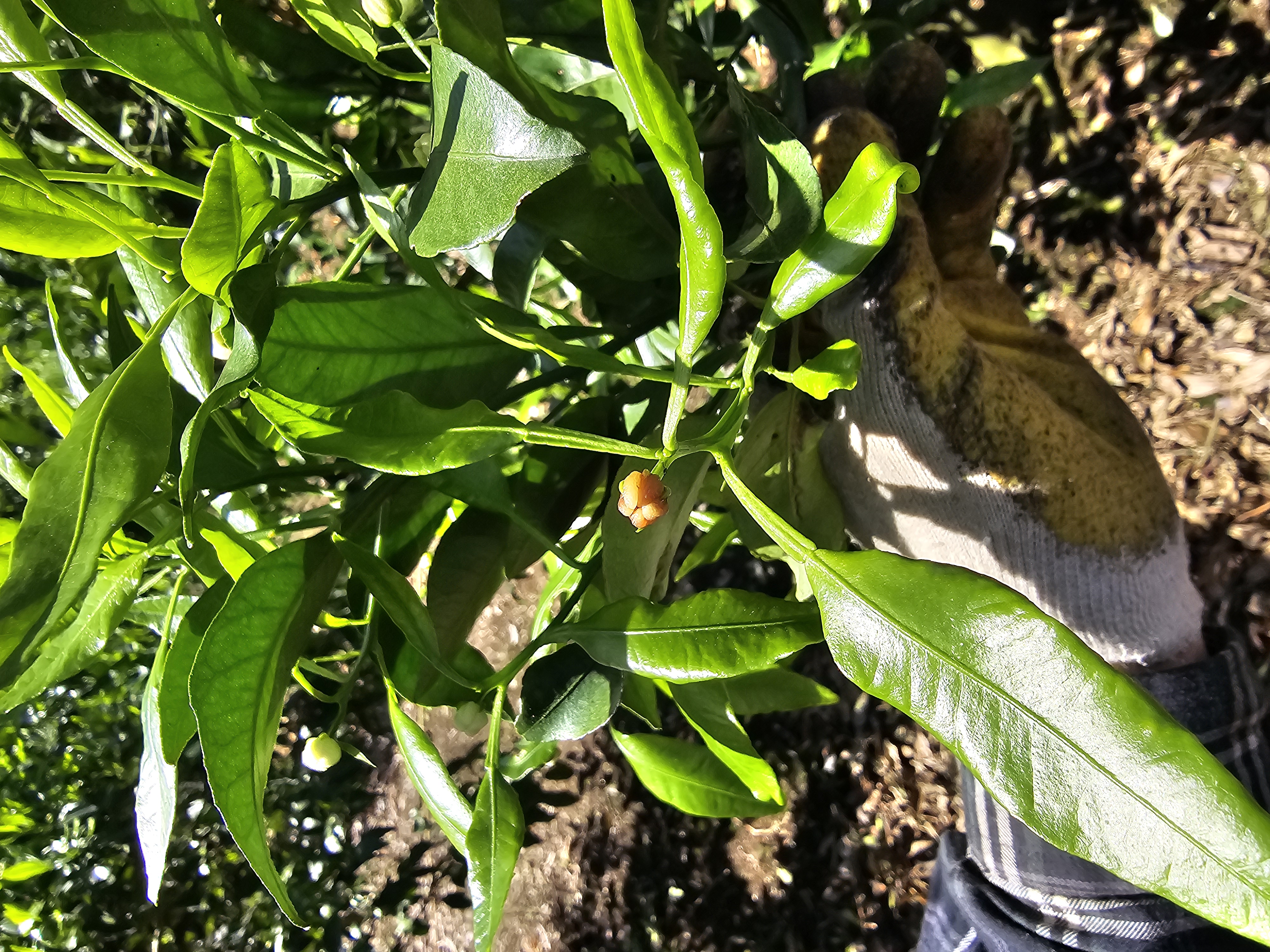 한라봉 꽃이 이상해요.