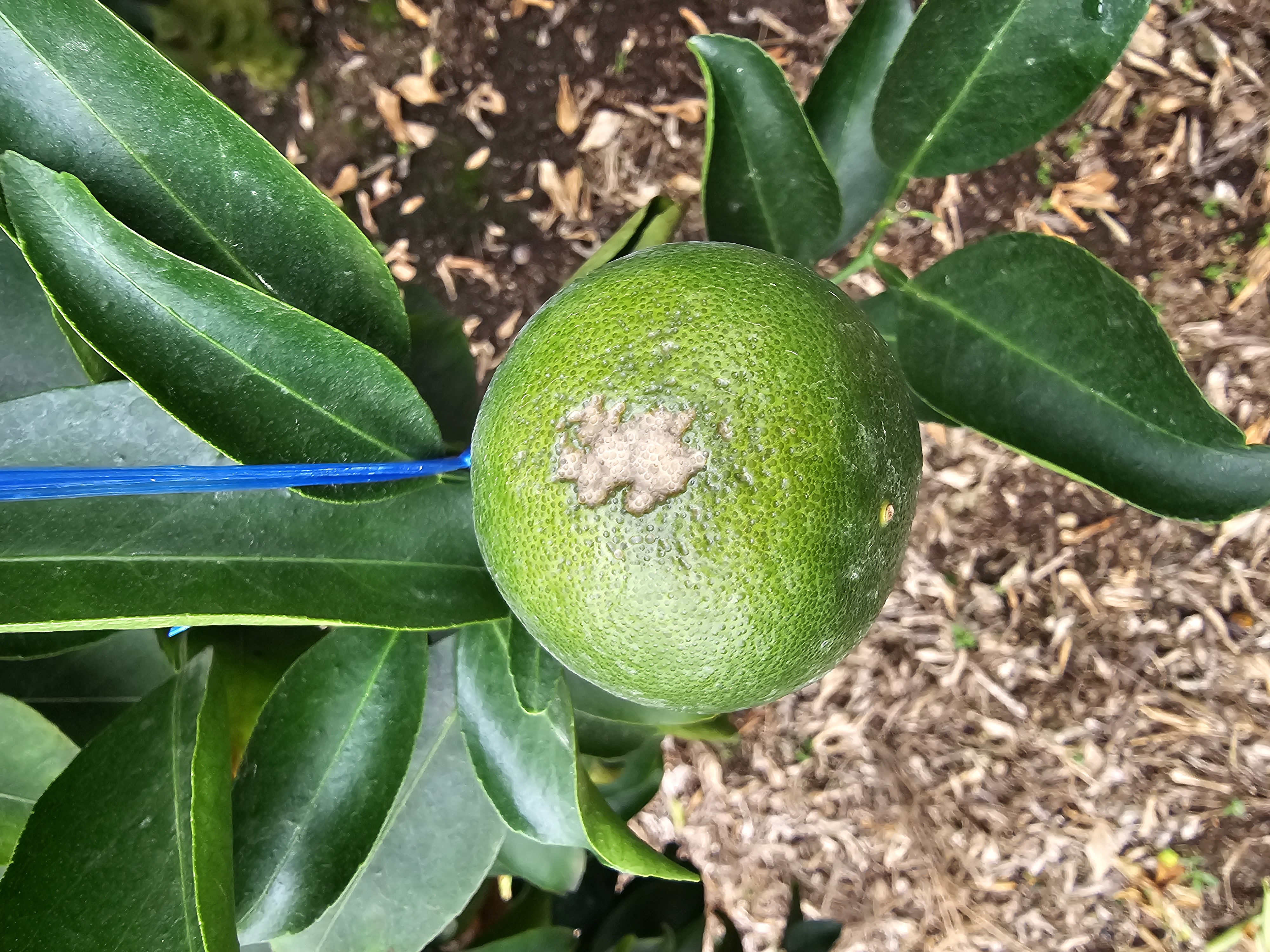 천혜향 일소피해가 맞는지 궁금합니다