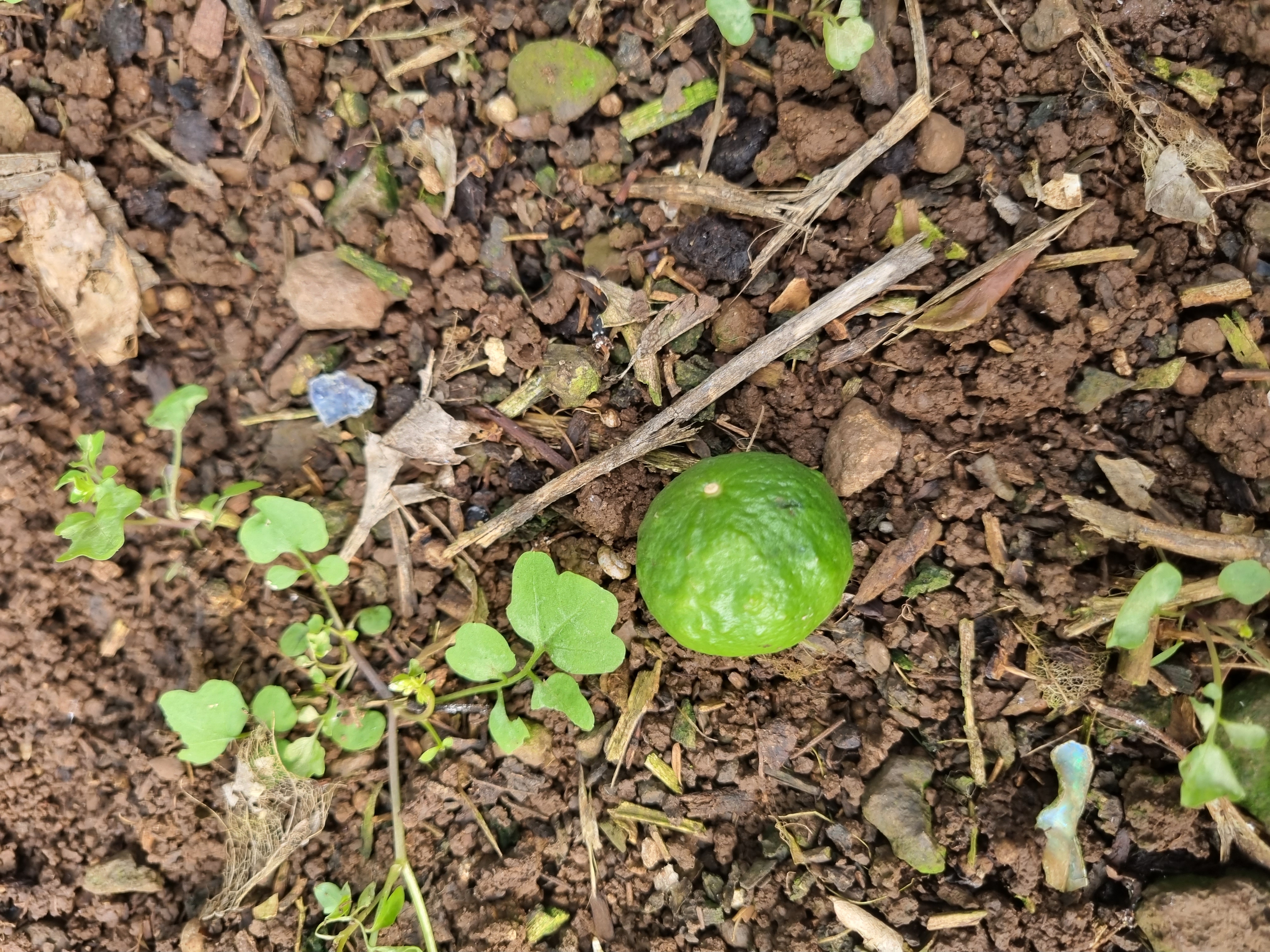 레드향 하우스 열매입니다.
