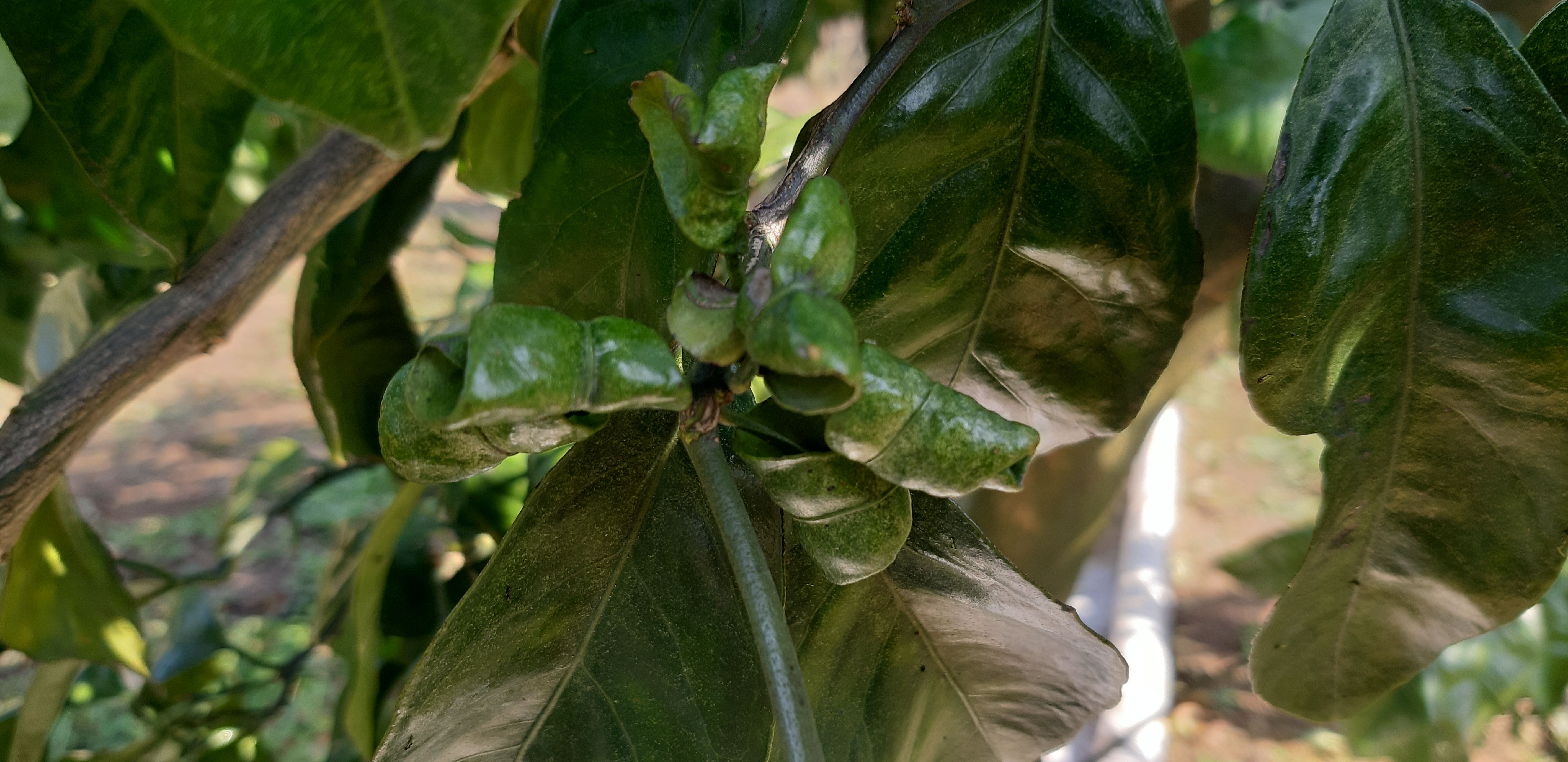 노지 귤 병해충 문의