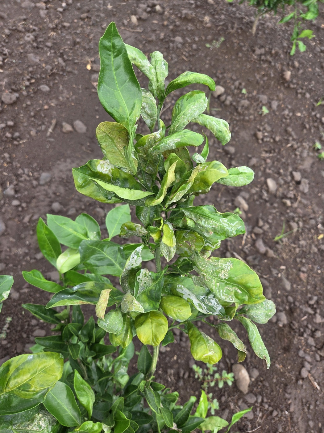 2년생 유라조생