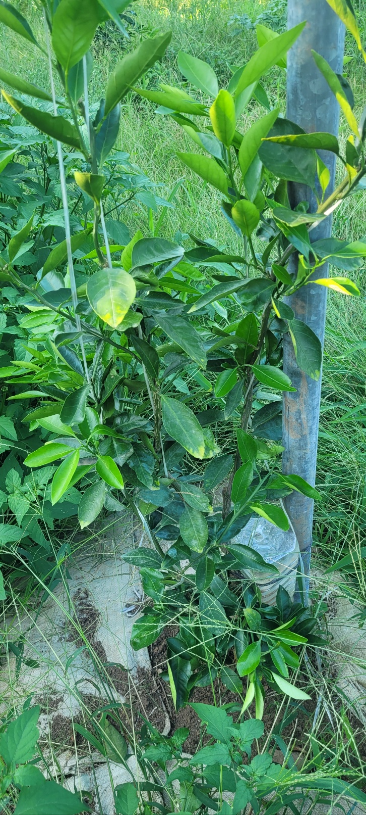 감귤묘목관련 문의합니다