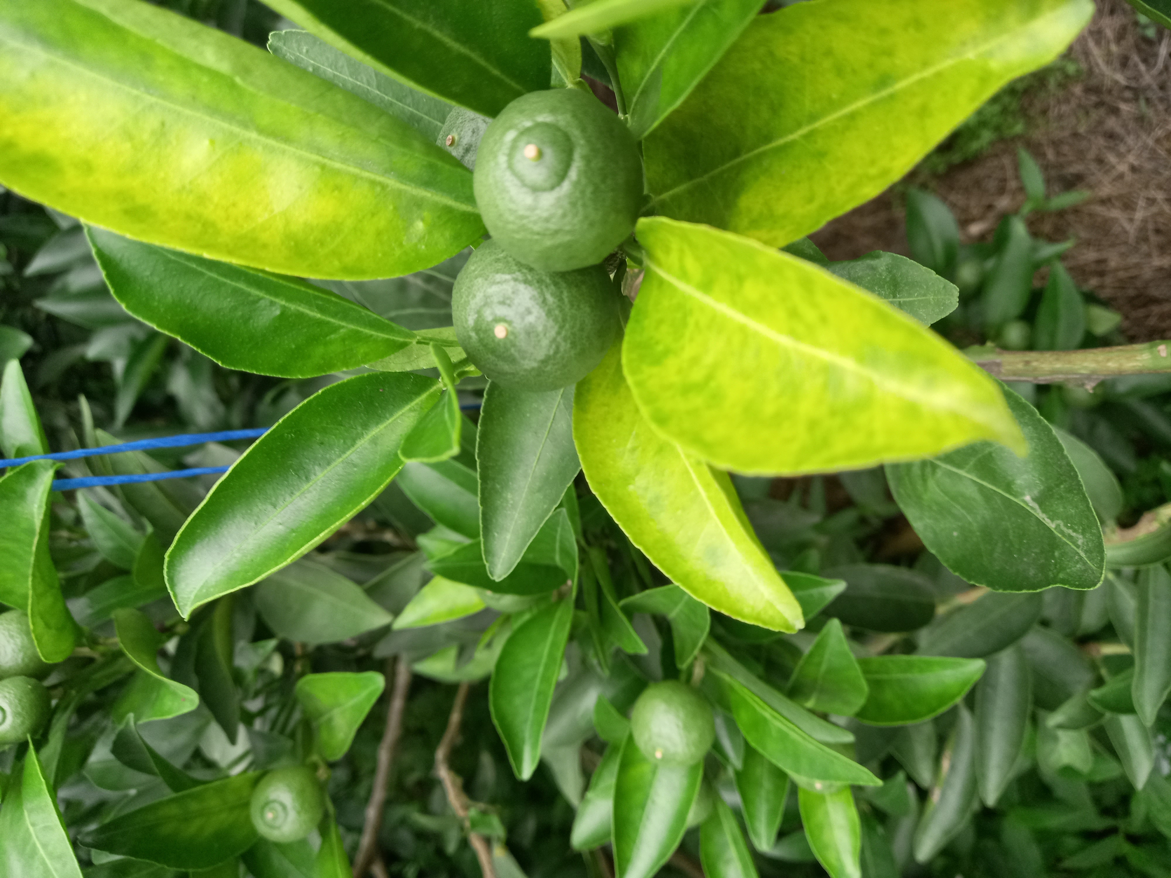 천혜향 잎 이상증상