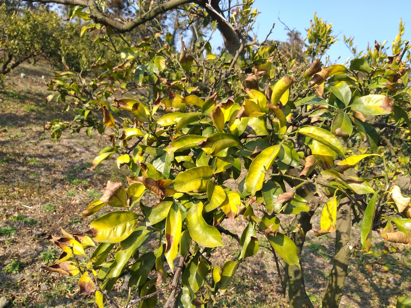 노지감귤 잎부분의 황화현상