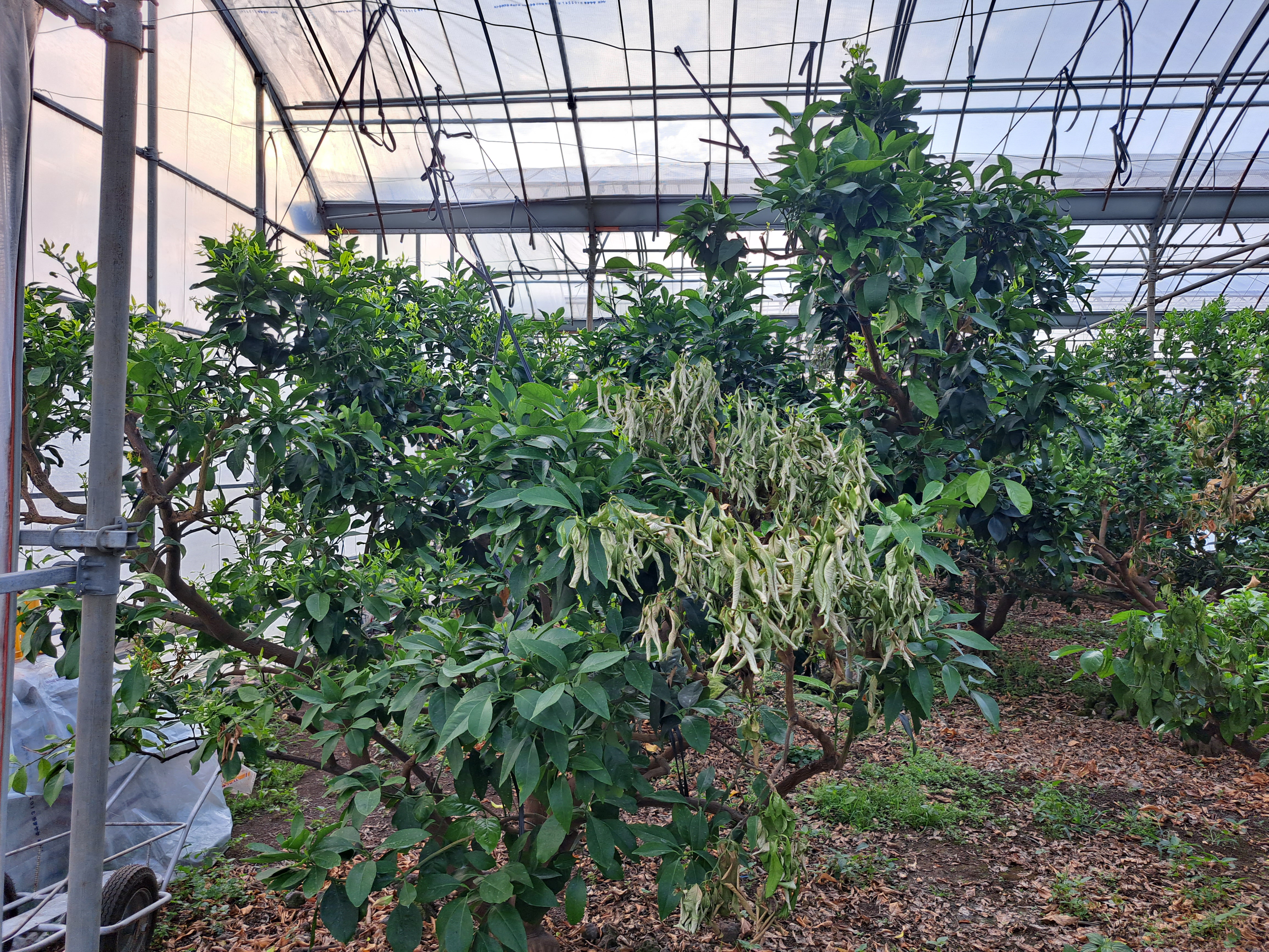 레드향 하우스 고온피해