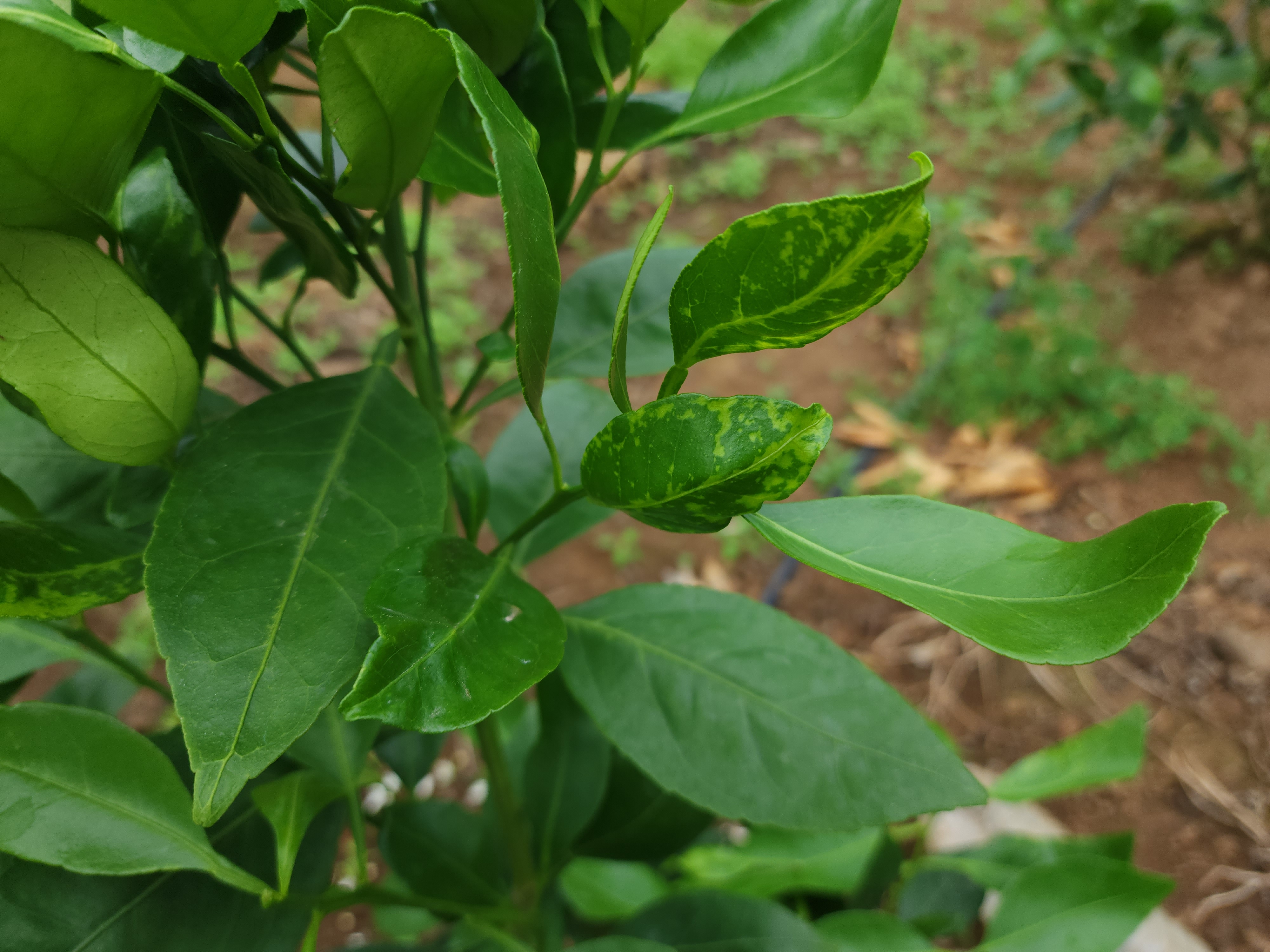 레드향 잎의 변색