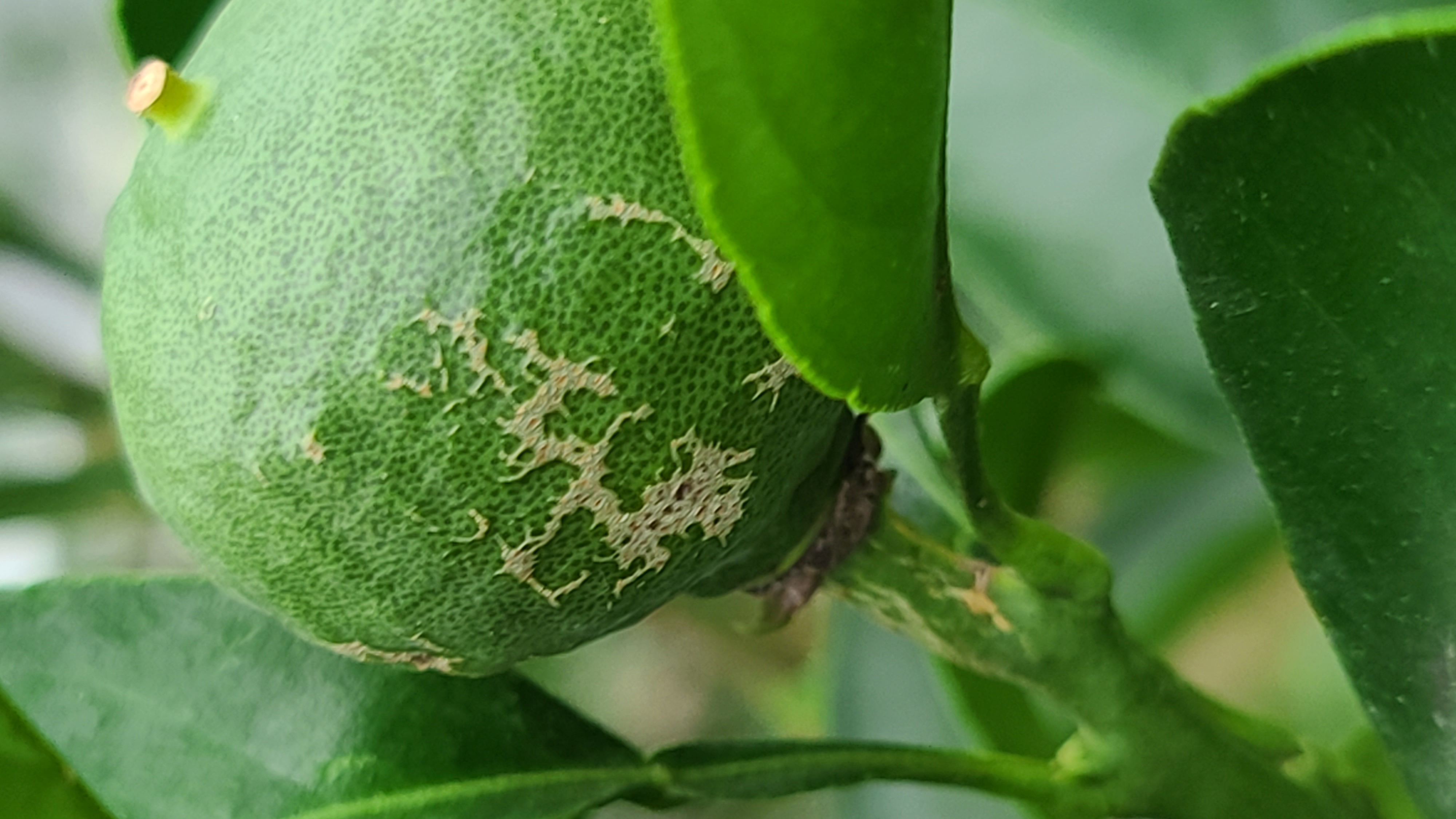 천혜향 열매의 흠집이 어떤 병해충 피해인지 알려주세요. (사진 첨부합니다)