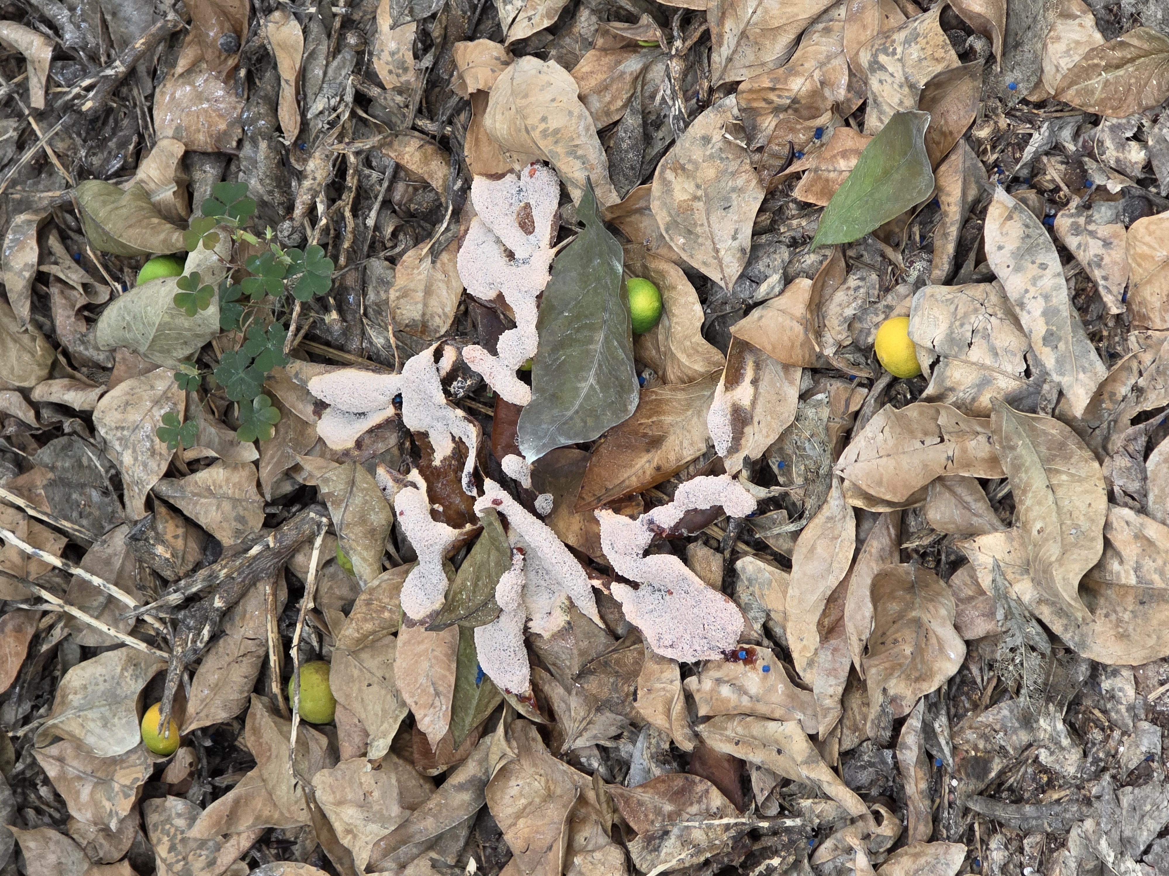 귤나무 밑둥에 뭔지모르겠어요