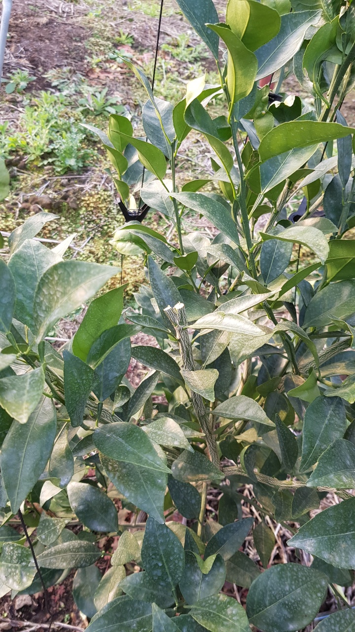 만감류 전정 질문 드립니다