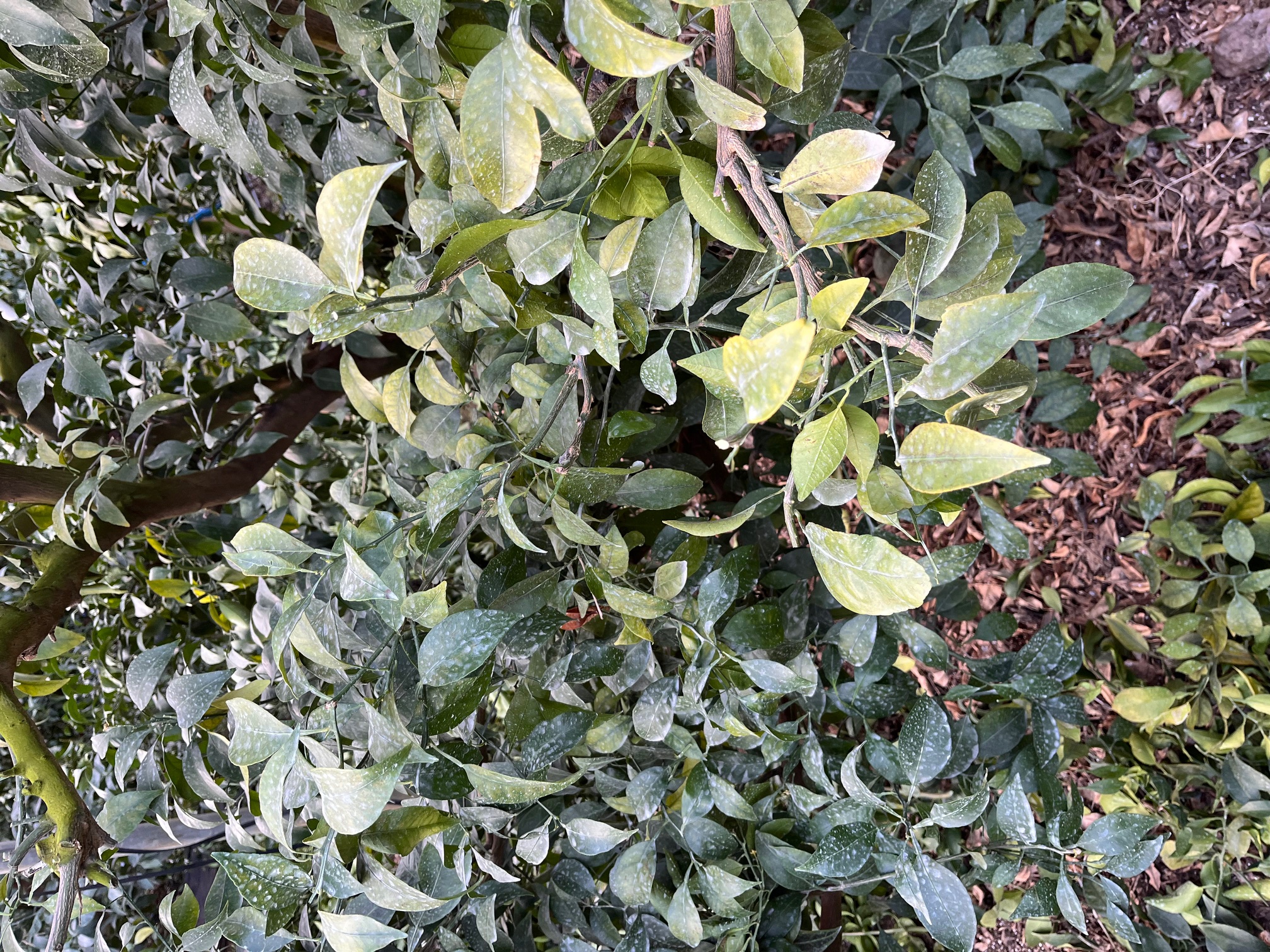 한라봉 나무잎 연한 녹색 및 천혜향 잎말림 피해